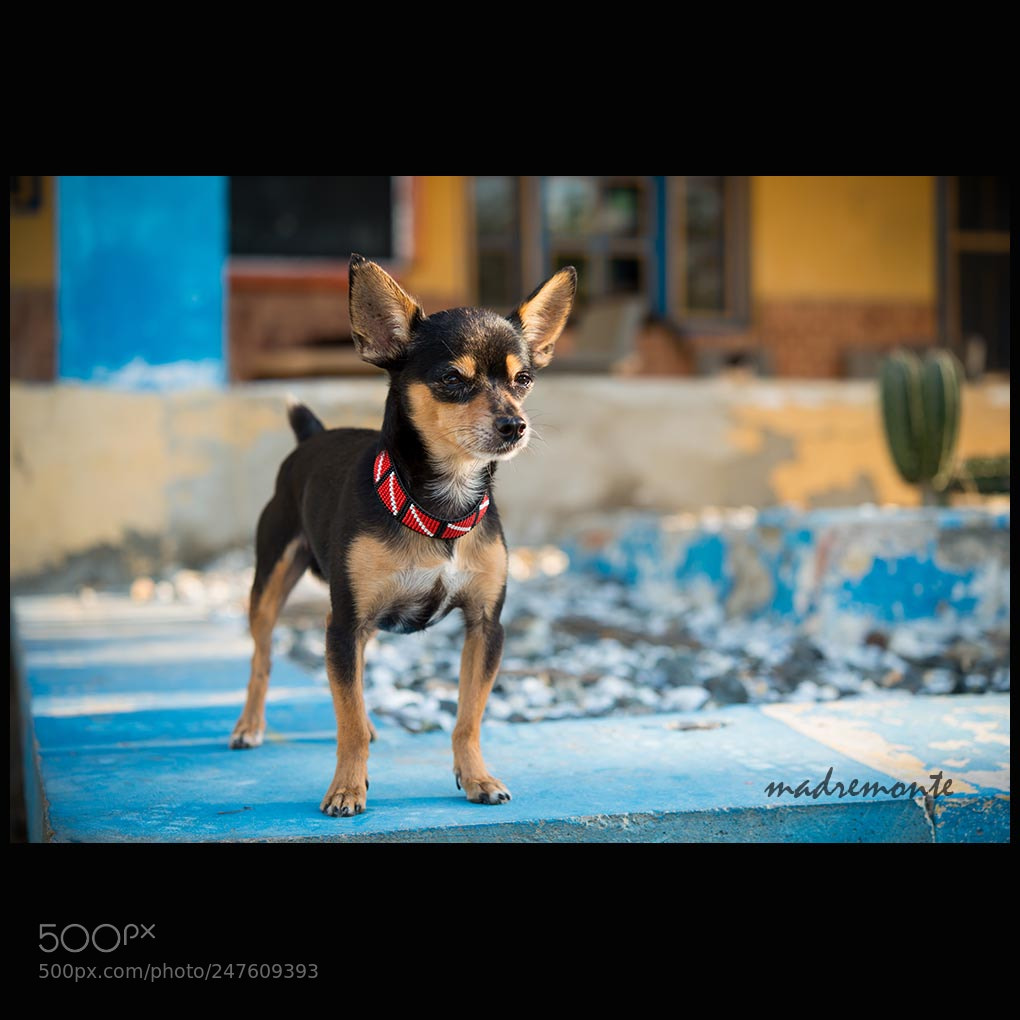 Nikon D800 sample photo. Scooby doo photography