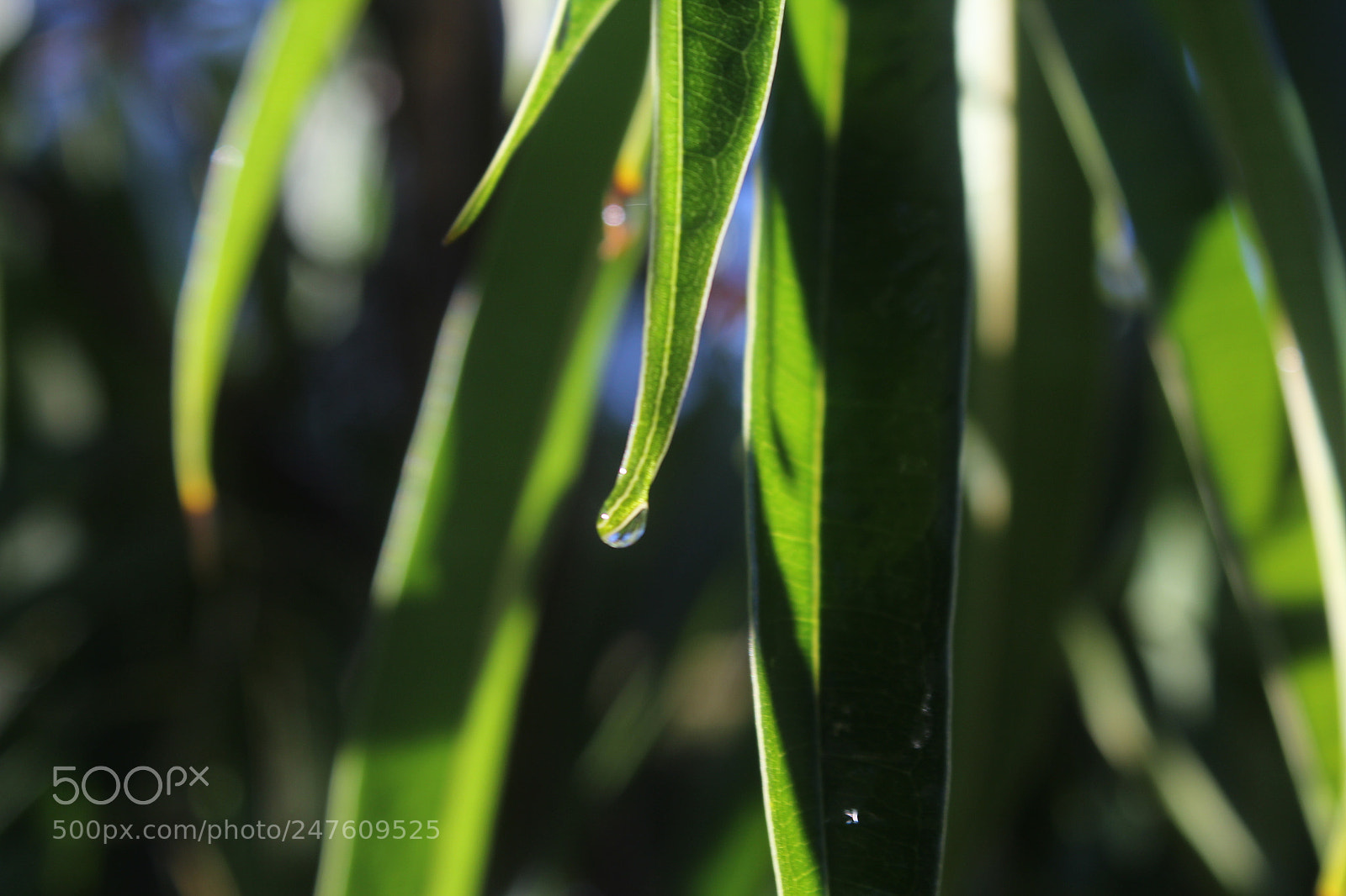 Canon EF-S 18-55mm F3.5-5.6 III sample photo. Untitled photography