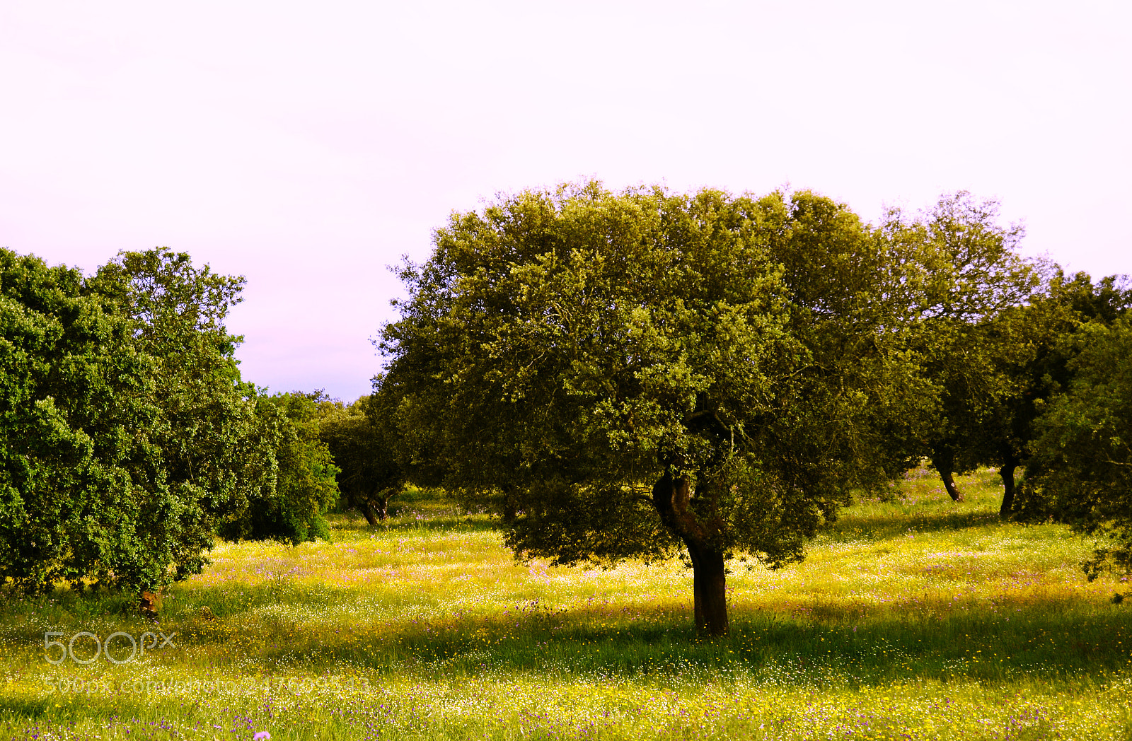 Nikon D3100 sample photo. Dehesa en primavera photography