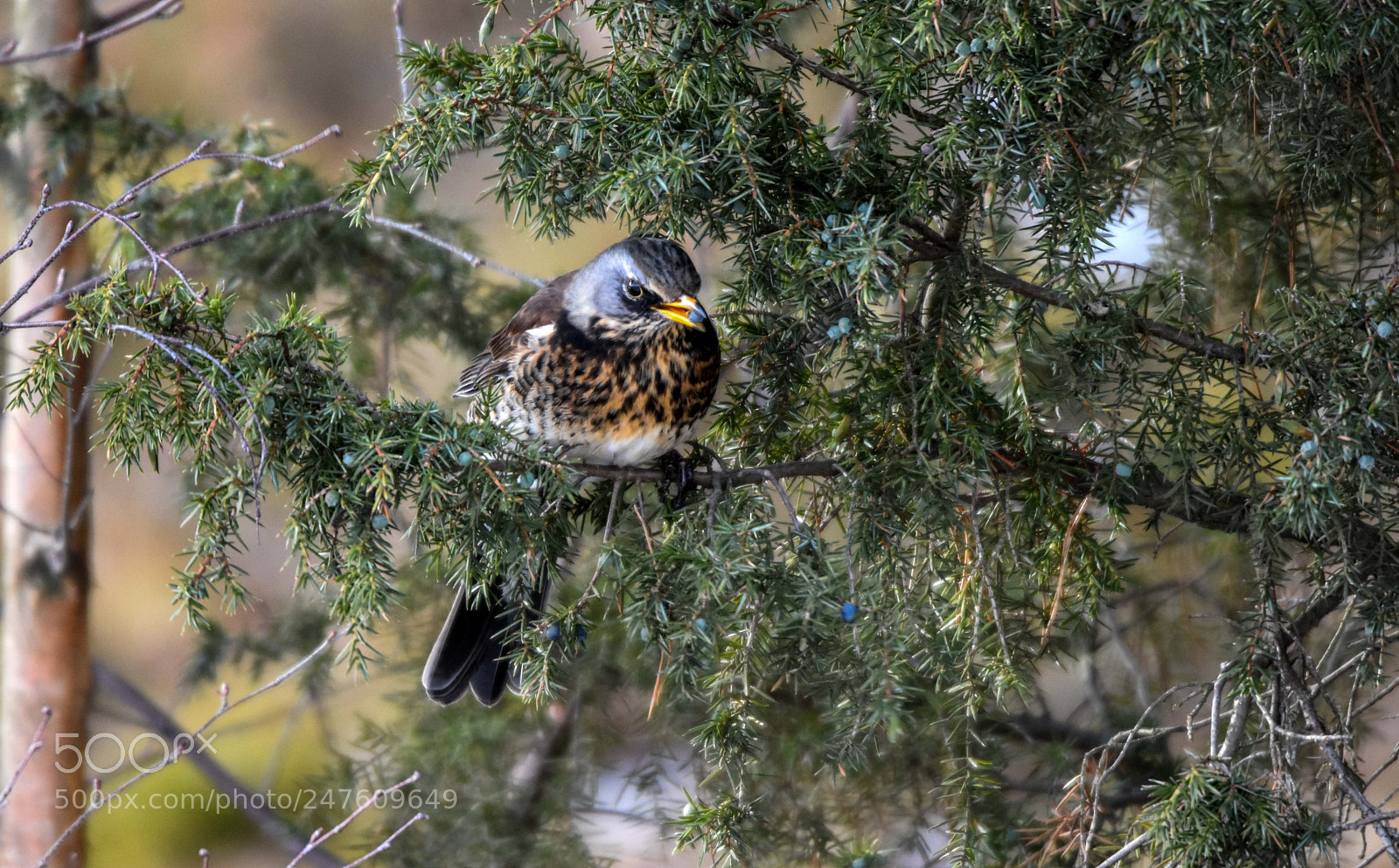 Nikon D7200 sample photo. Lunch in tree photography
