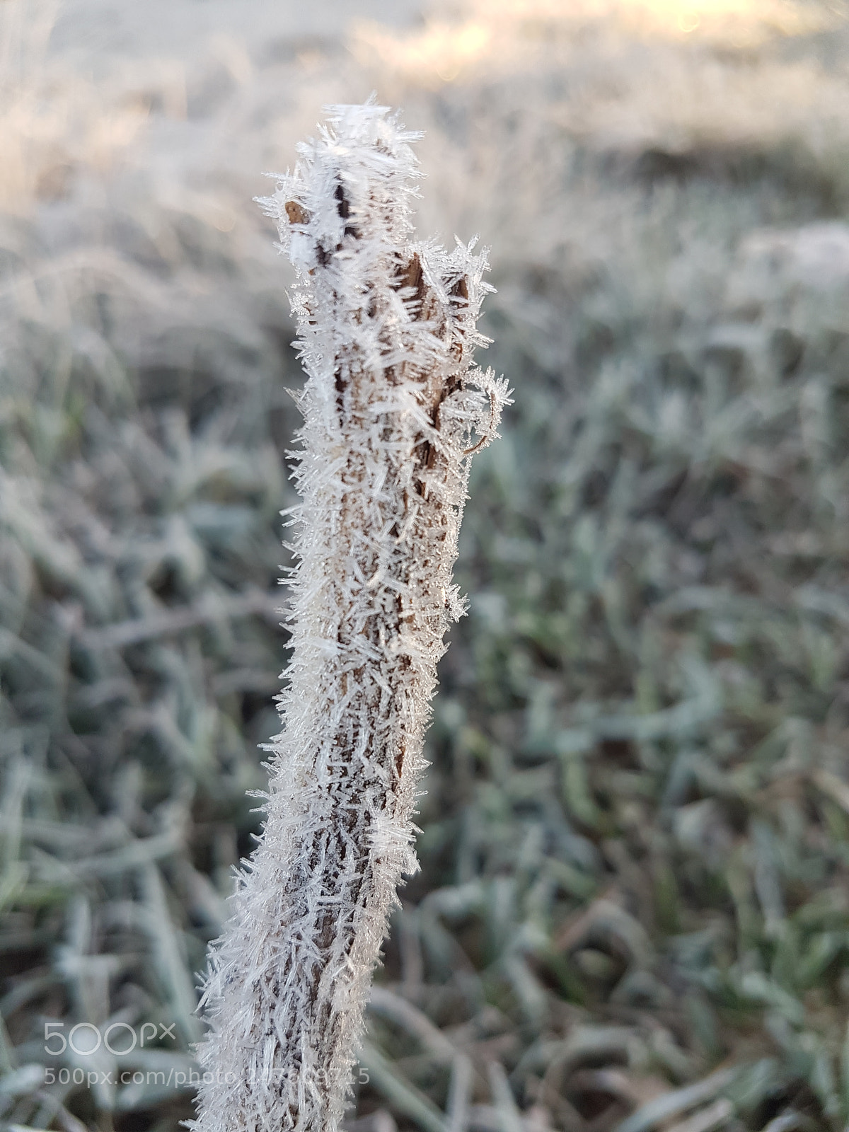 Samsung Galaxy S7 sample photo. Manhã de inverno photography
