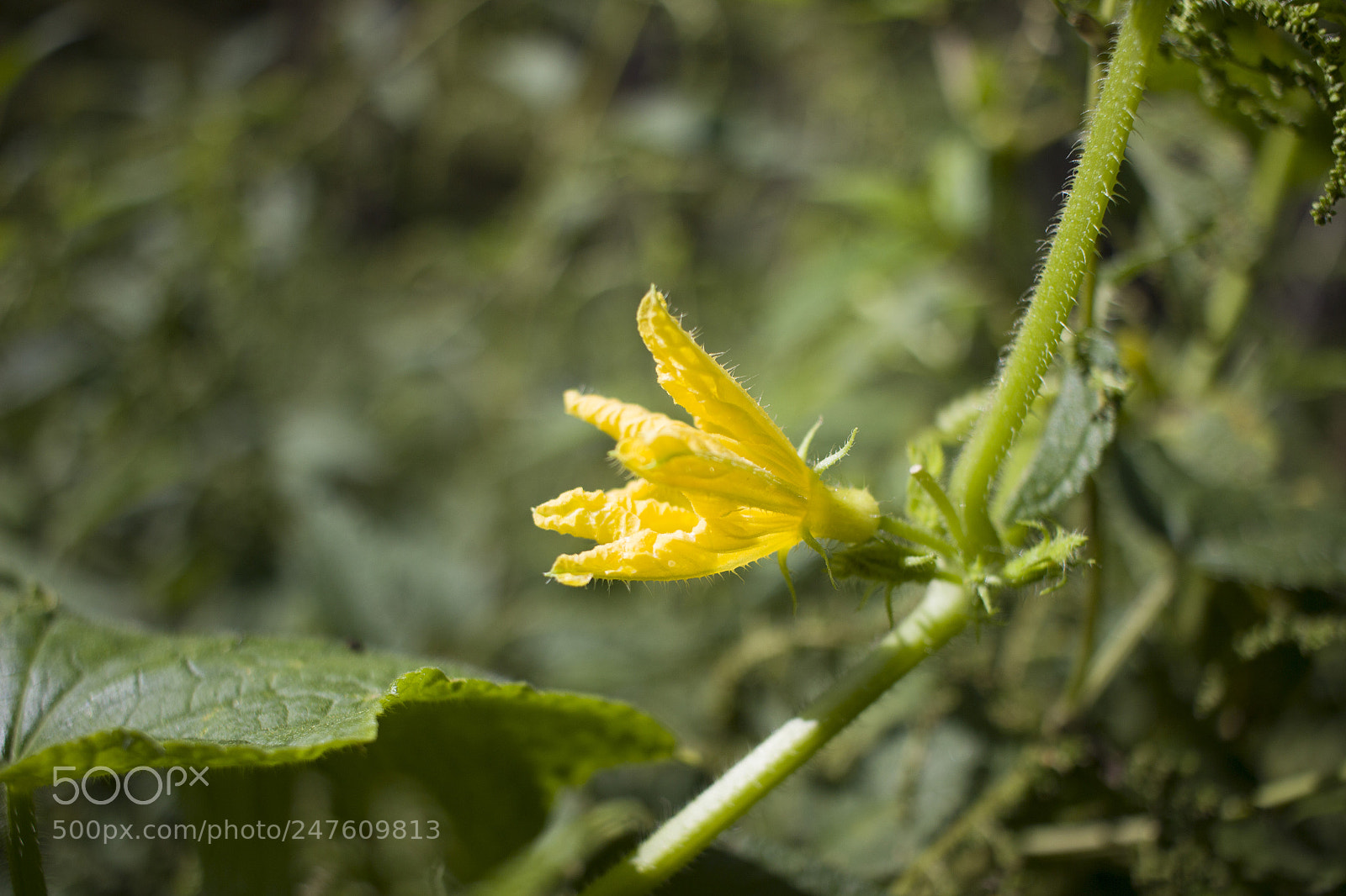 Canon EOS 600D (Rebel EOS T3i / EOS Kiss X5) sample photo. Yellow flower photography