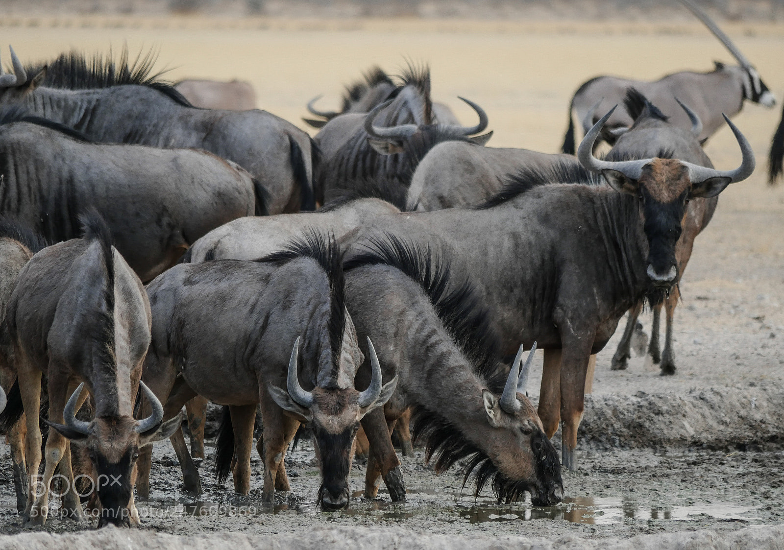 Panasonic DMC-G70 sample photo. Herd of gnus photography