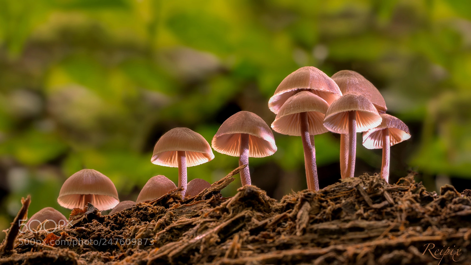 Sony a7R sample photo. Untitled photography