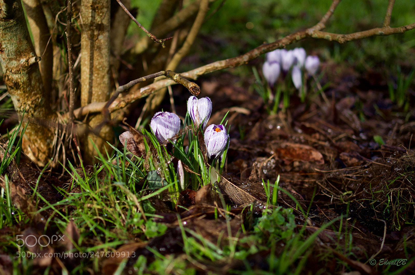 Pentax K-5 sample photo. Crocus photography