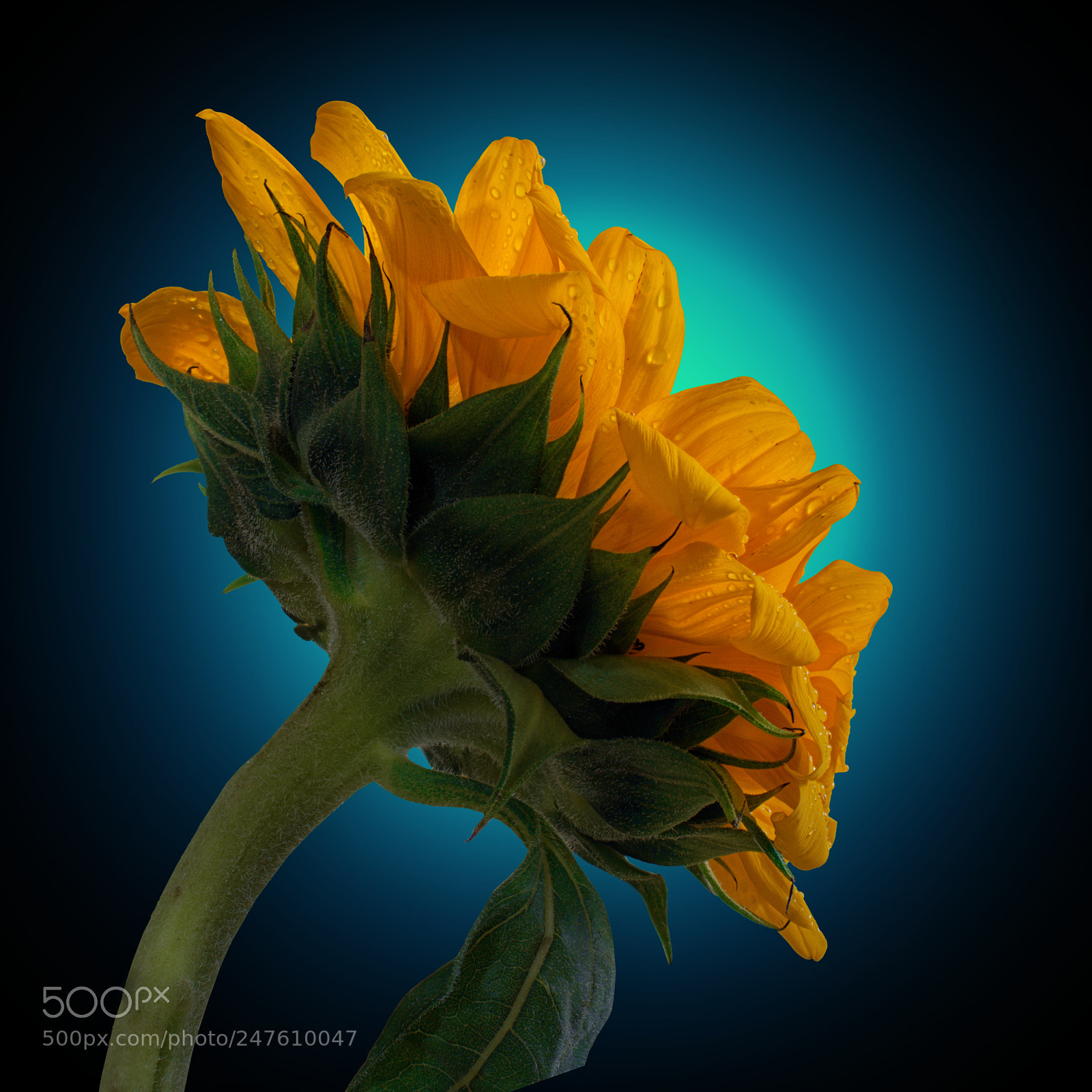 Olympus OM-D E-M10 III sample photo. Sunflower on blue photography