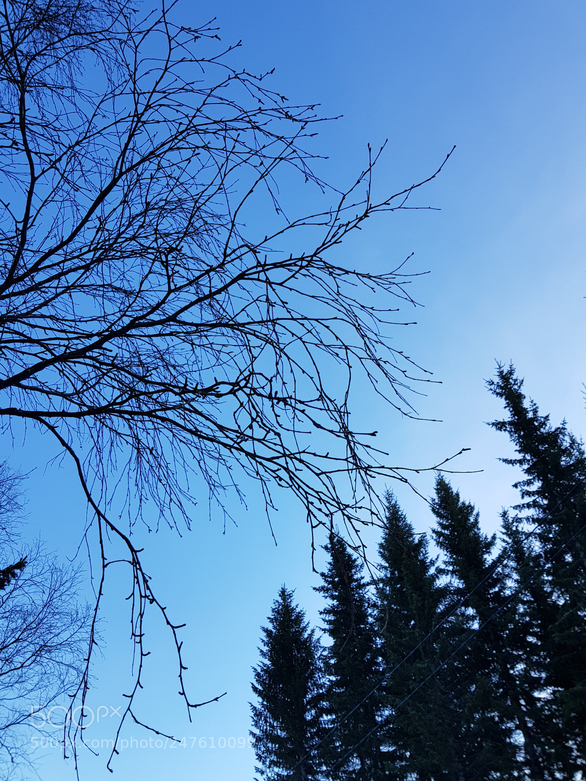 Samsung Galaxy S8 sample photo. Trees photography
