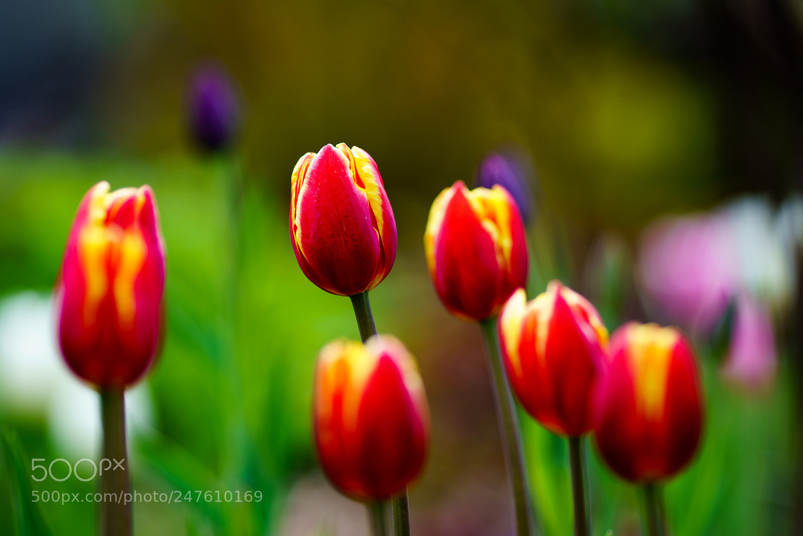 Sony a7R II sample photo. Tulip. photography