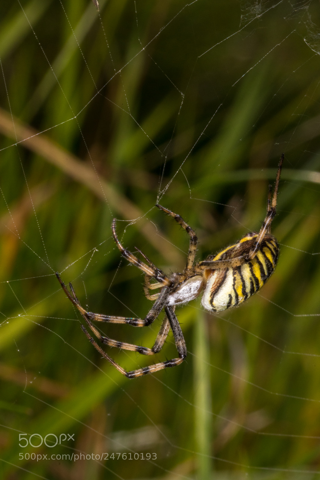 Canon EOS 80D sample photo. Wasp spider "argiope bruennichi" photography