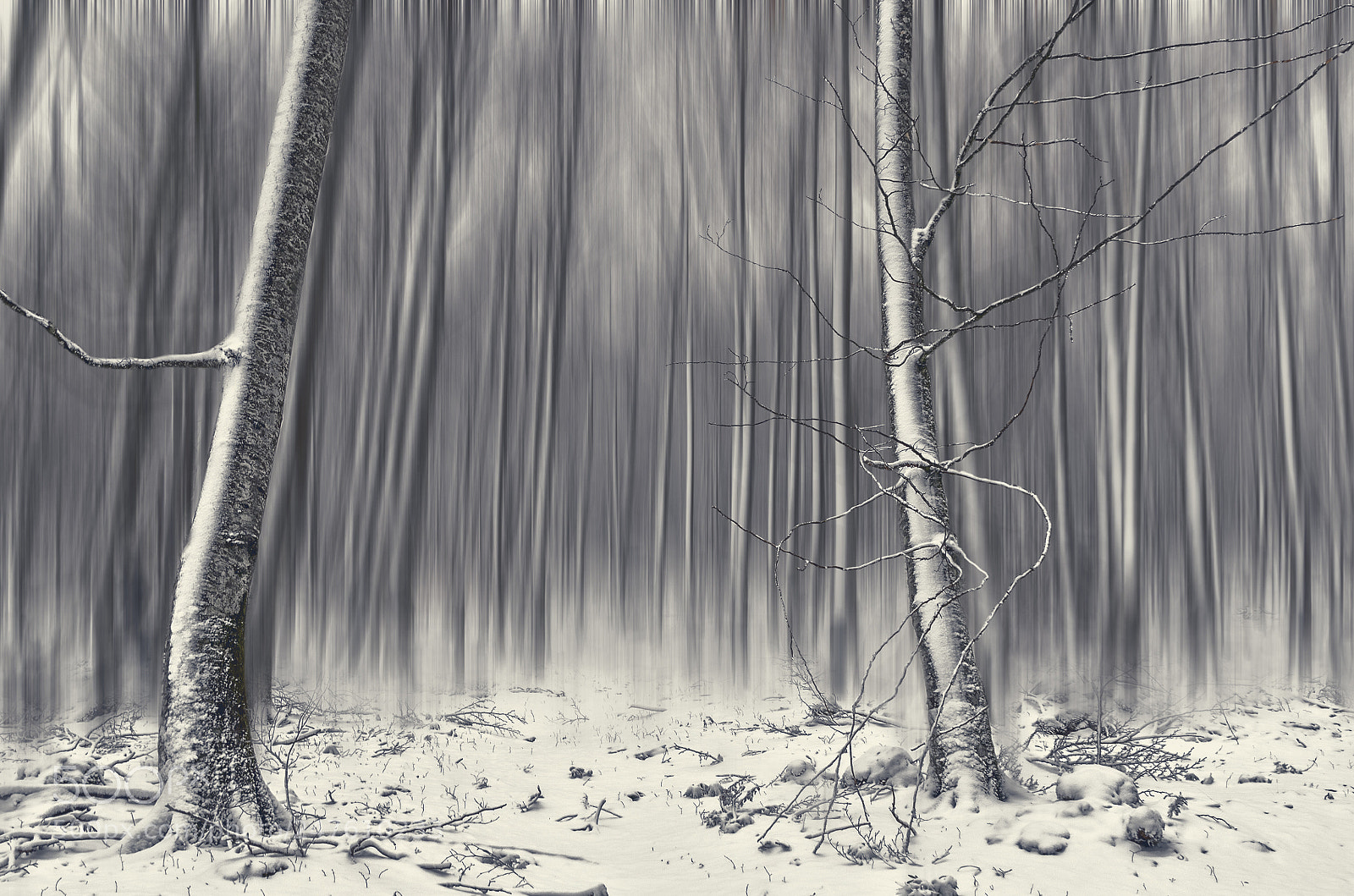 Nikon D5100 sample photo. Forest photography