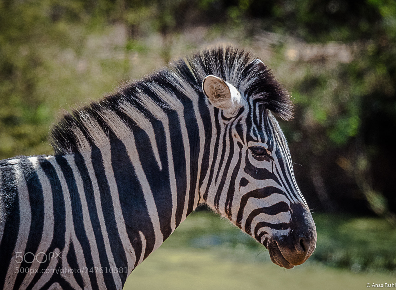 Nikon D810 sample photo. Zebra photography