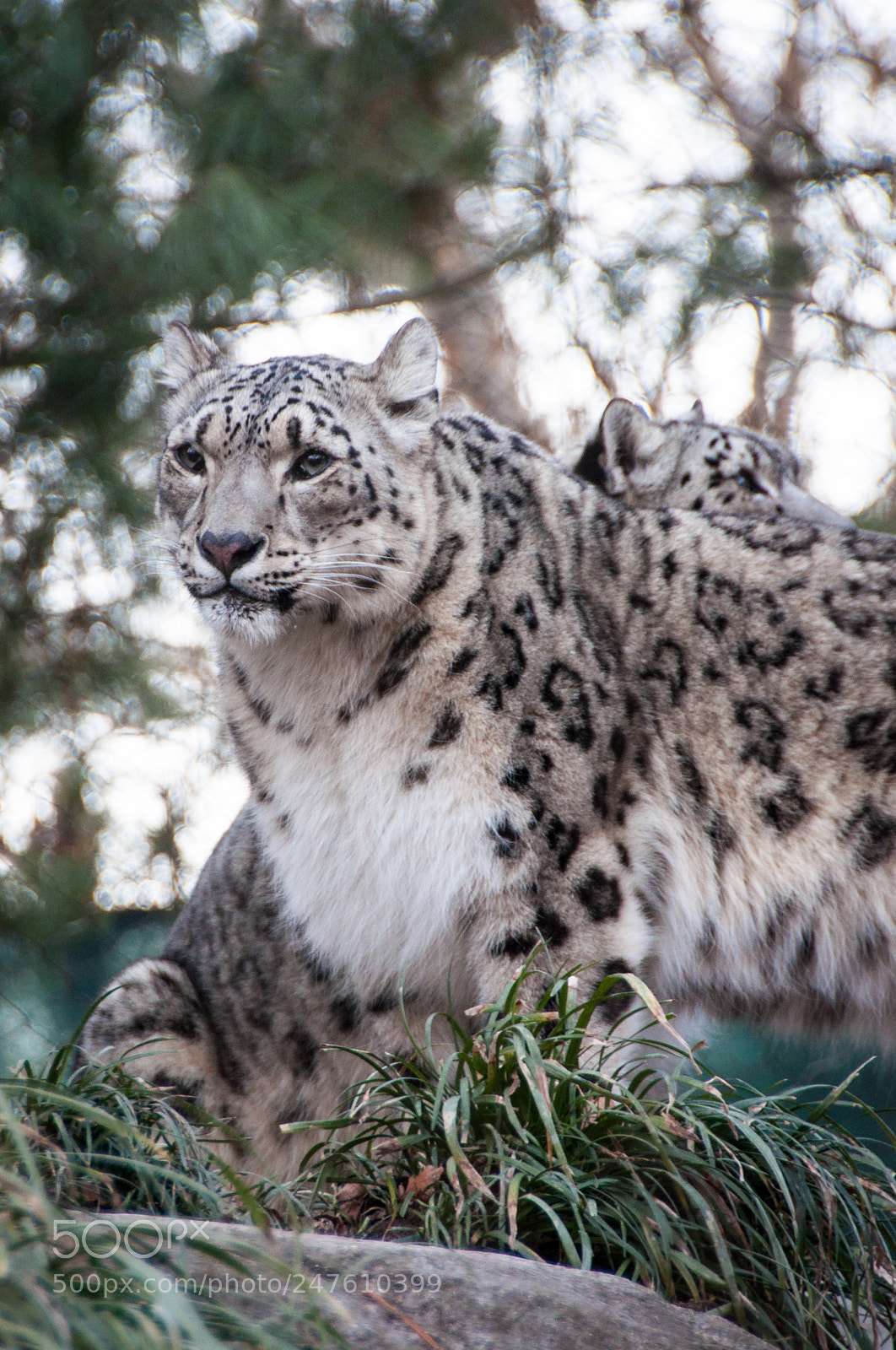 Nikon D90 sample photo. Snow leopard photography
