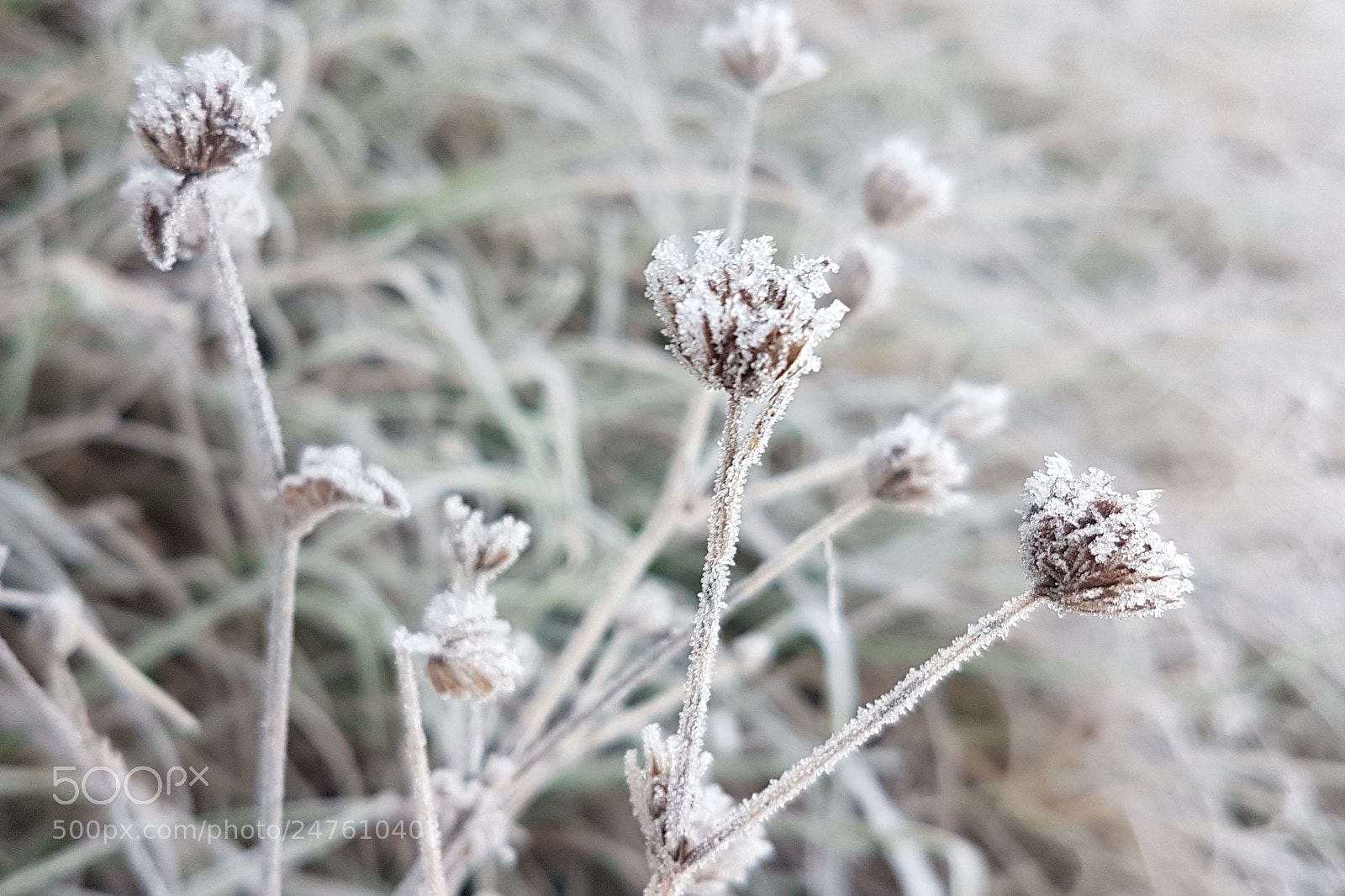 Samsung Galaxy S7 sample photo. Manhã de inverno photography