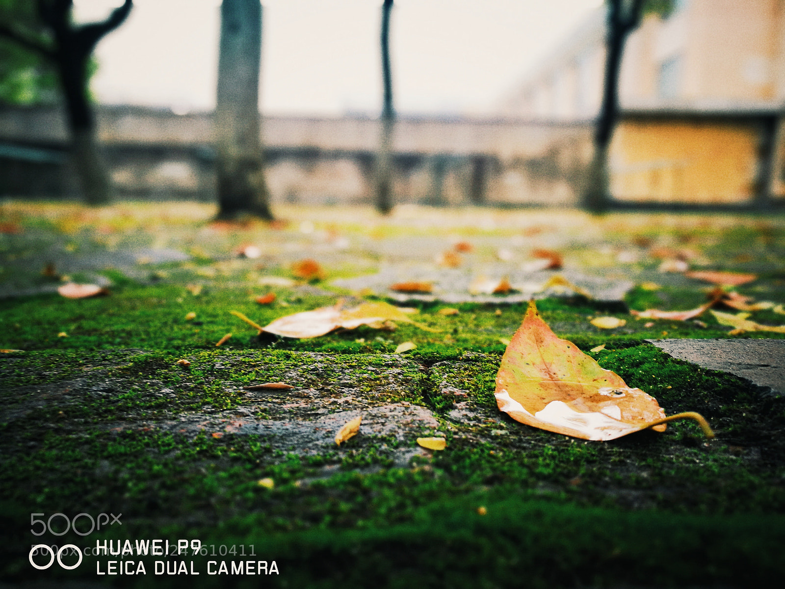 HUAWEI P9 sample photo. 一叶春露 photography