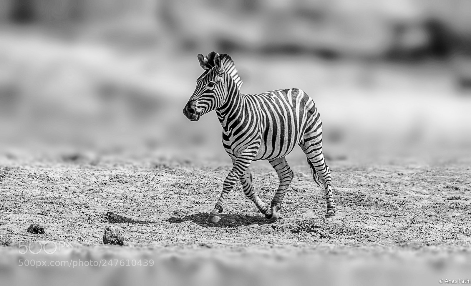 Nikon D810 sample photo. Baby zebra photography