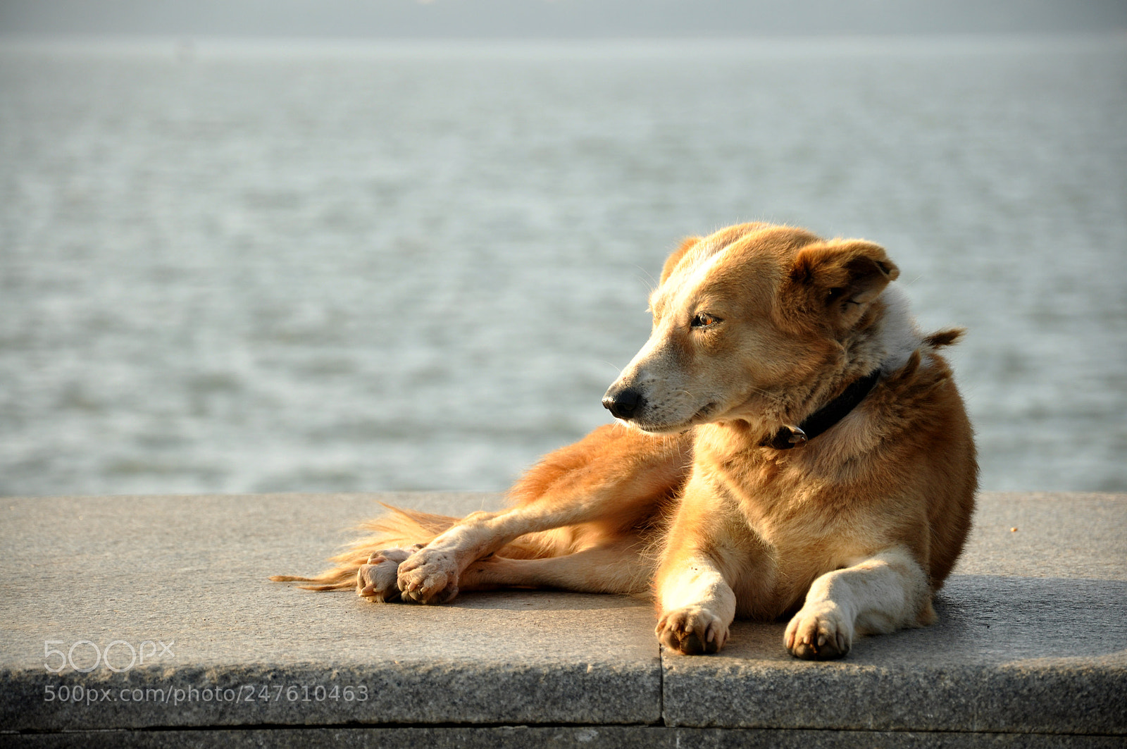 Nikon D90 sample photo. Calm dog photography