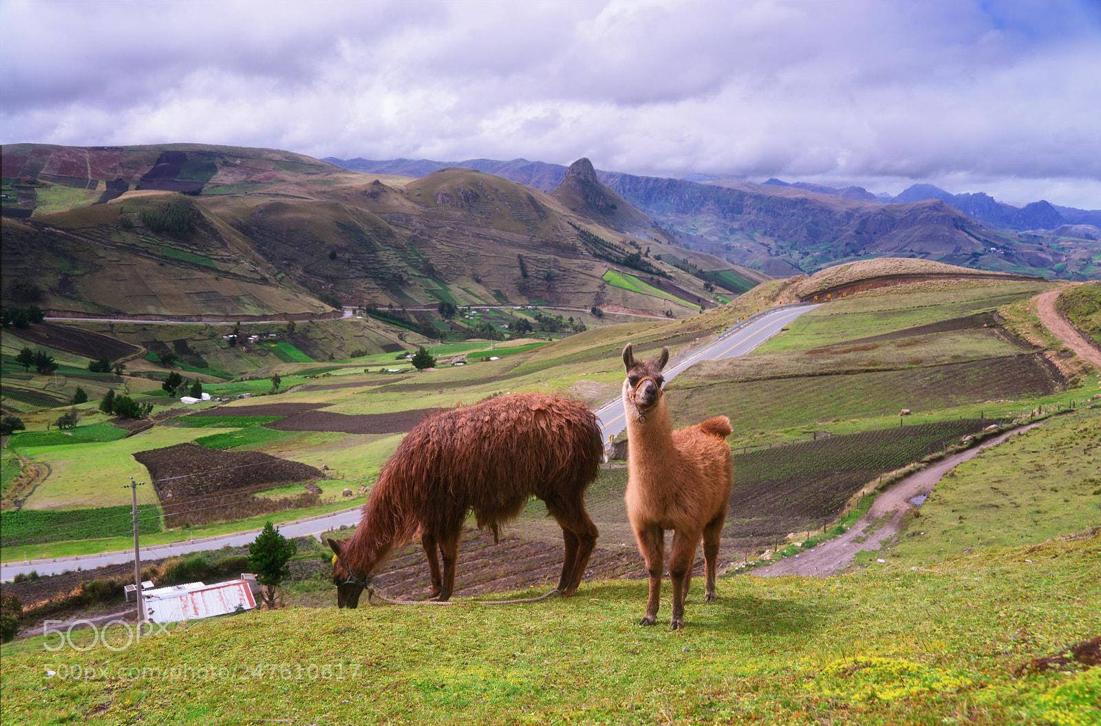 Sony a7 II sample photo. The inquisitive llama photography