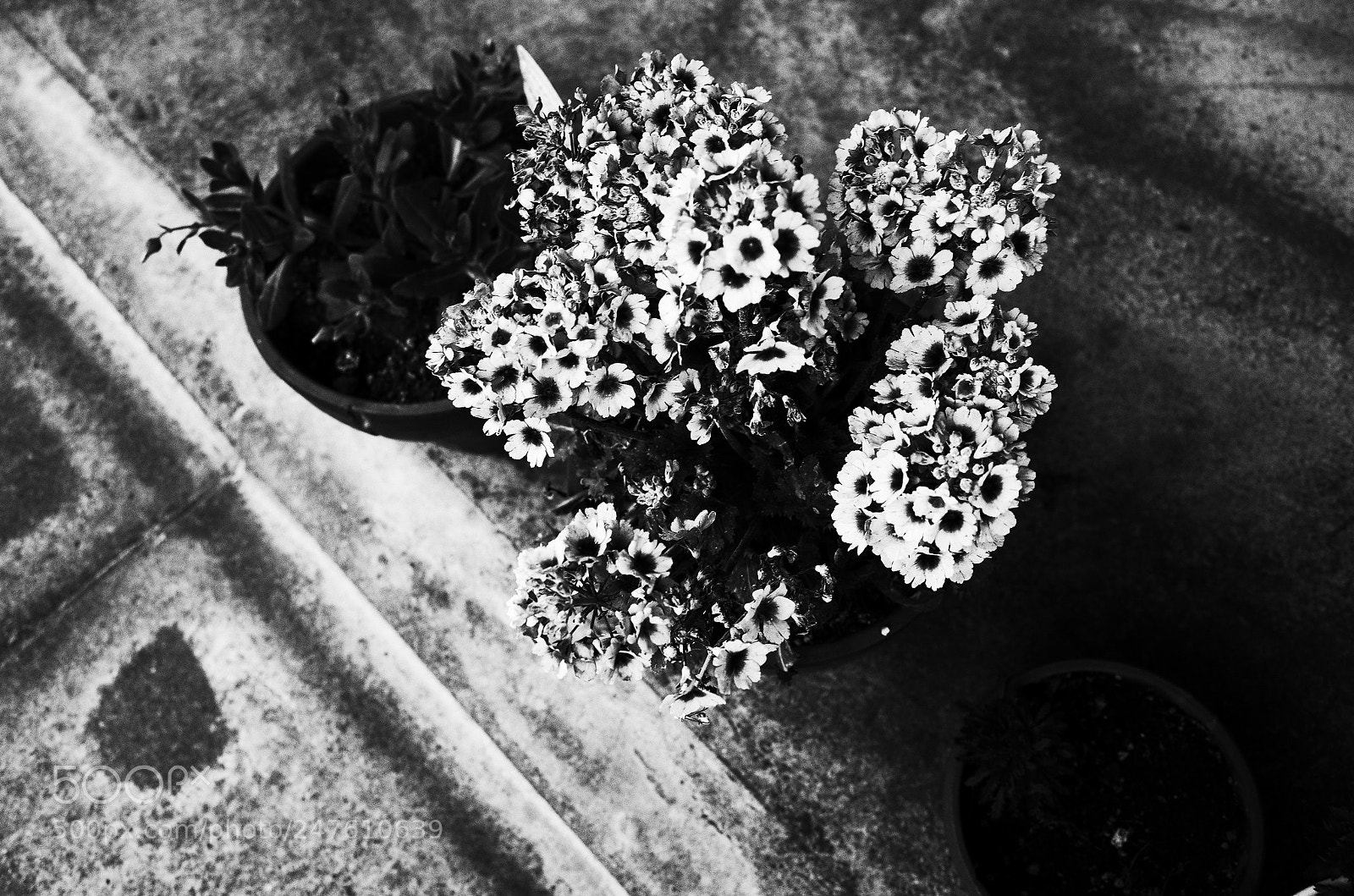 Ricoh GR II sample photo. Flowers photography