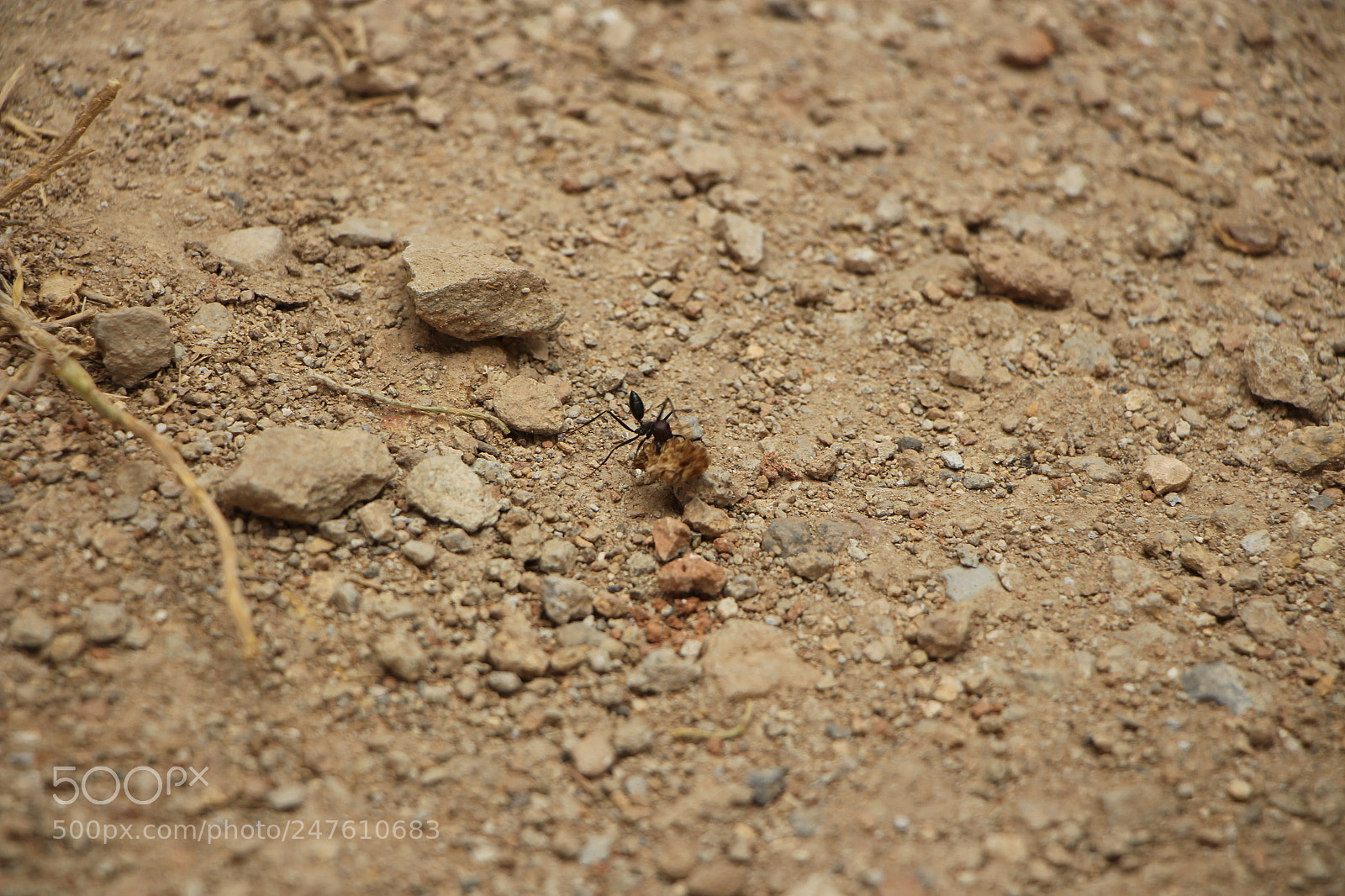 Canon EOS 700D (EOS Rebel T5i / EOS Kiss X7i) sample photo. Hardworker ants photography