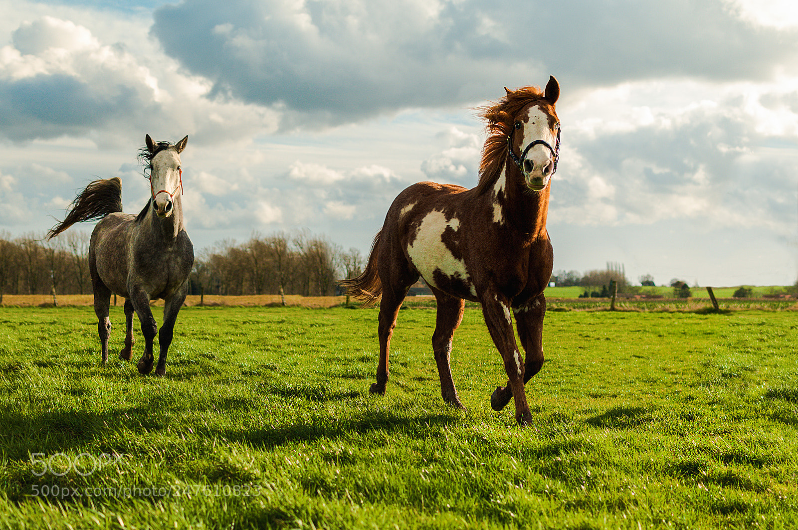 Nikon D300S sample photo. Horses photography