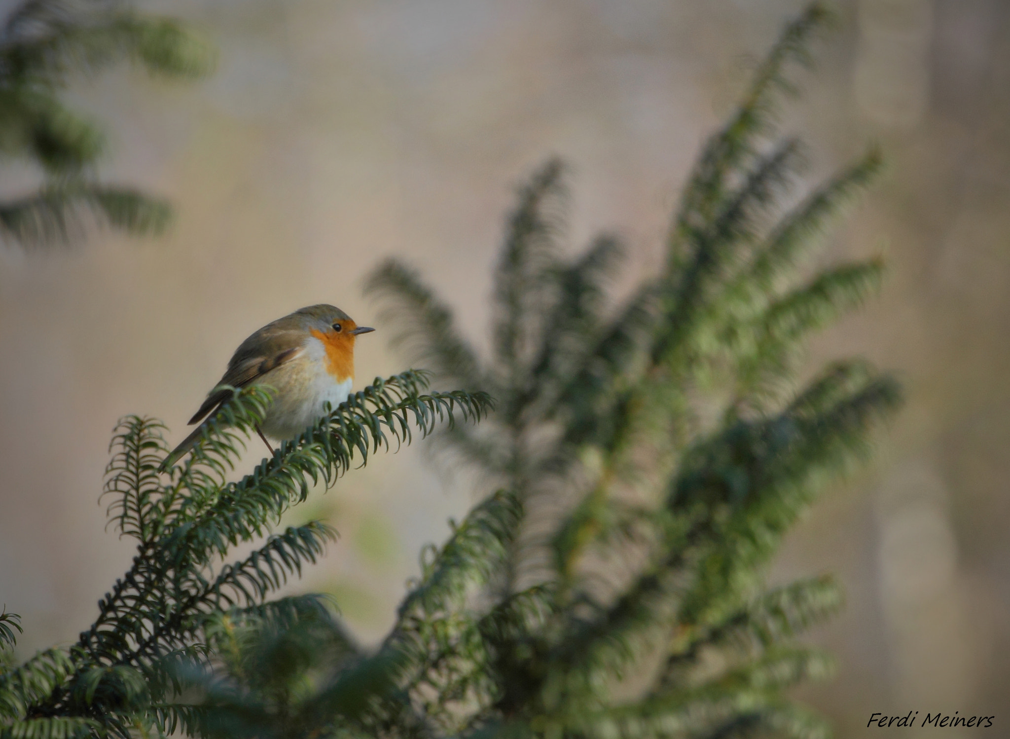 Canon EOS 60D + Canon EF 70-200mm F4L USM sample photo. Ha ha kleine pause photography