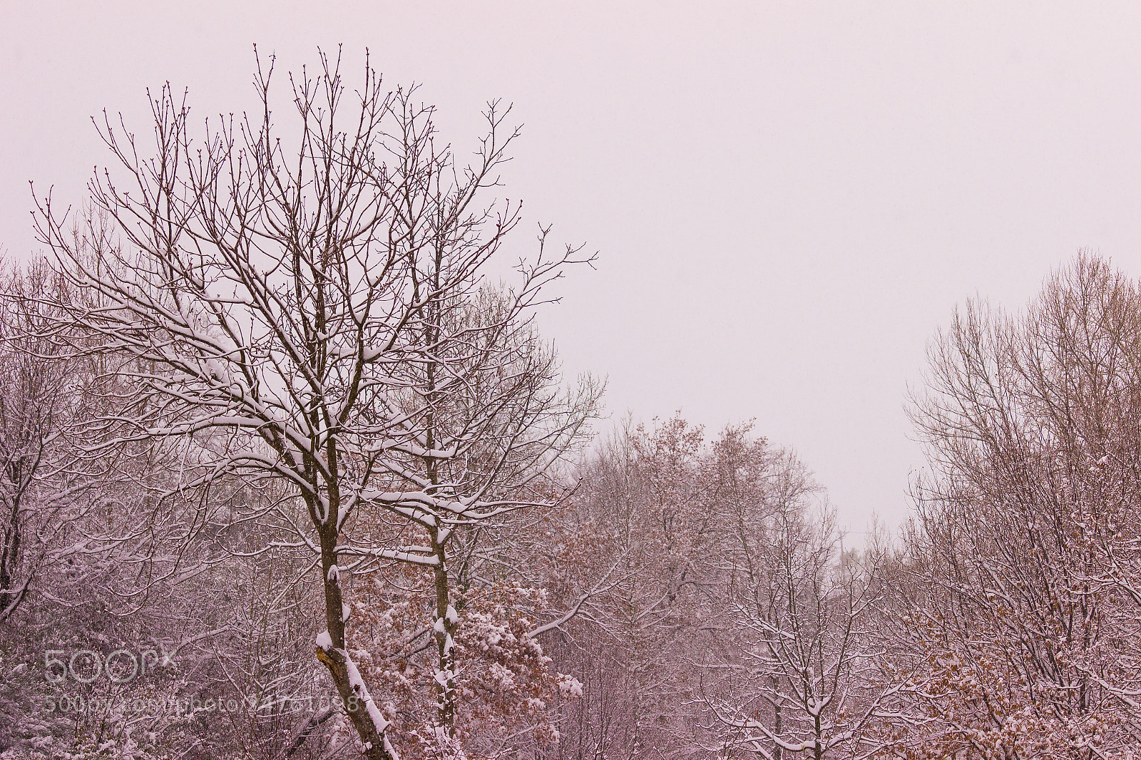 Canon EOS 600D (Rebel EOS T3i / EOS Kiss X5) sample photo. Nevicata del 26/02/2018 photography
