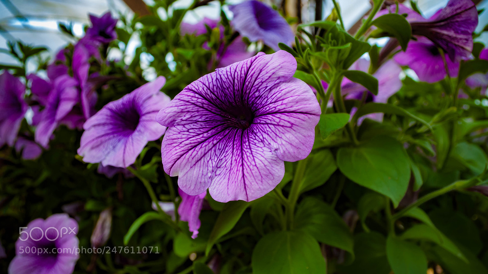 Nikon D5000 sample photo. Bunga photography