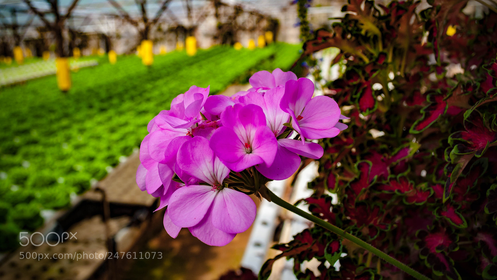 Nikon D5000 sample photo. Bunga photography