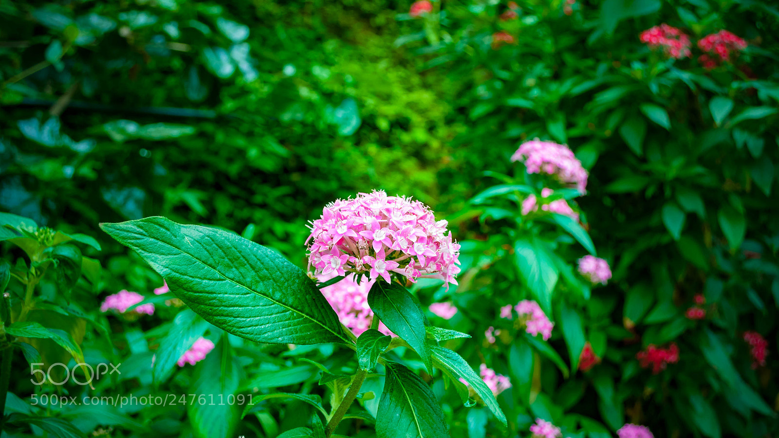 Nikon D5000 sample photo. Bunga photography