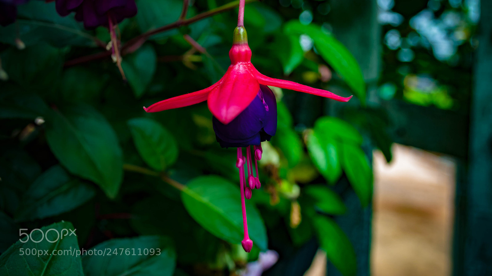Nikon D5000 sample photo. Bunga photography