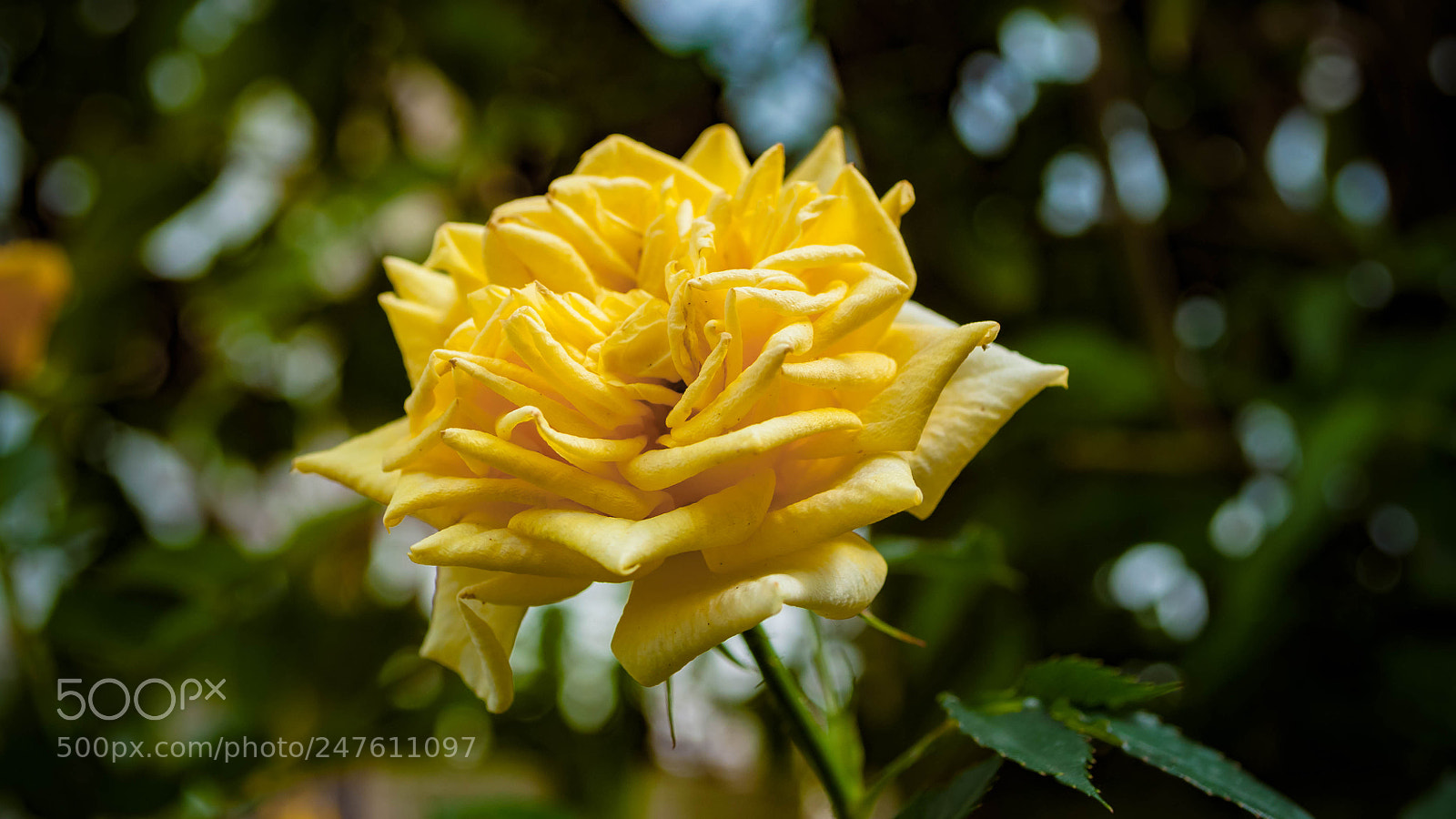 Nikon D5000 sample photo. Bunga photography