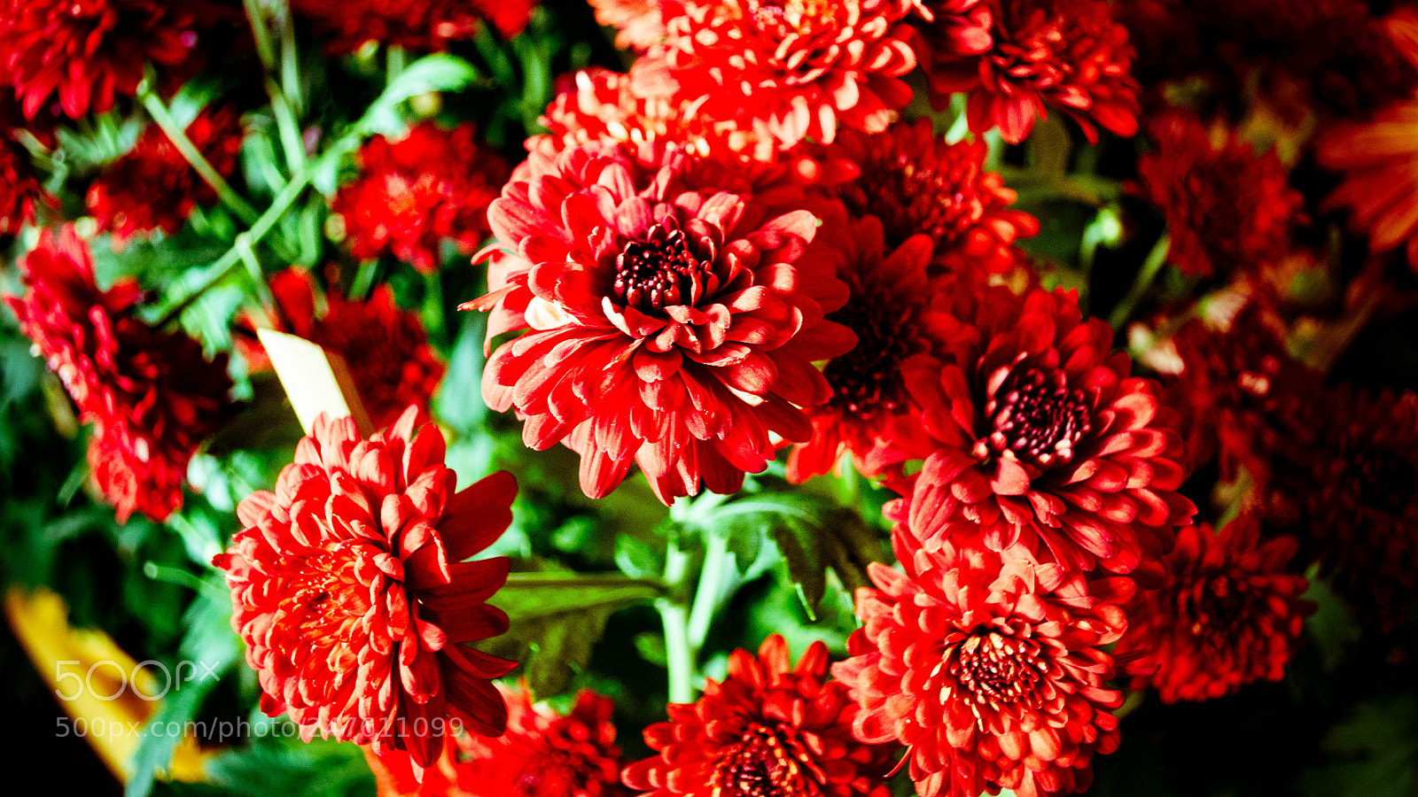 Nikon D5000 sample photo. Bunga photography