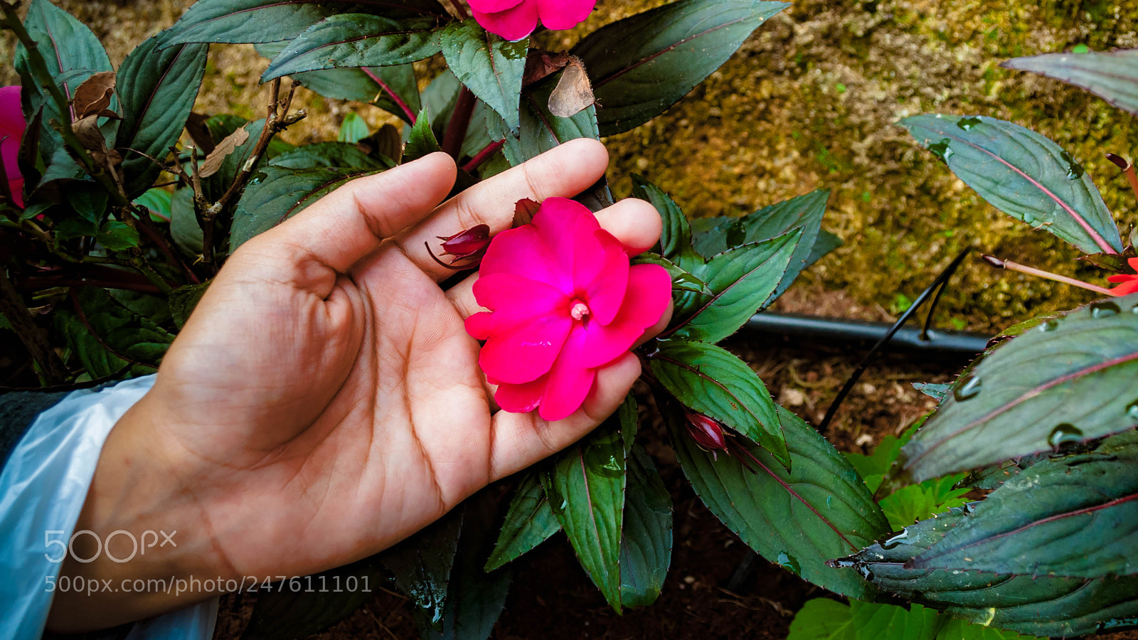 Nikon D5000 sample photo. Bunga photography