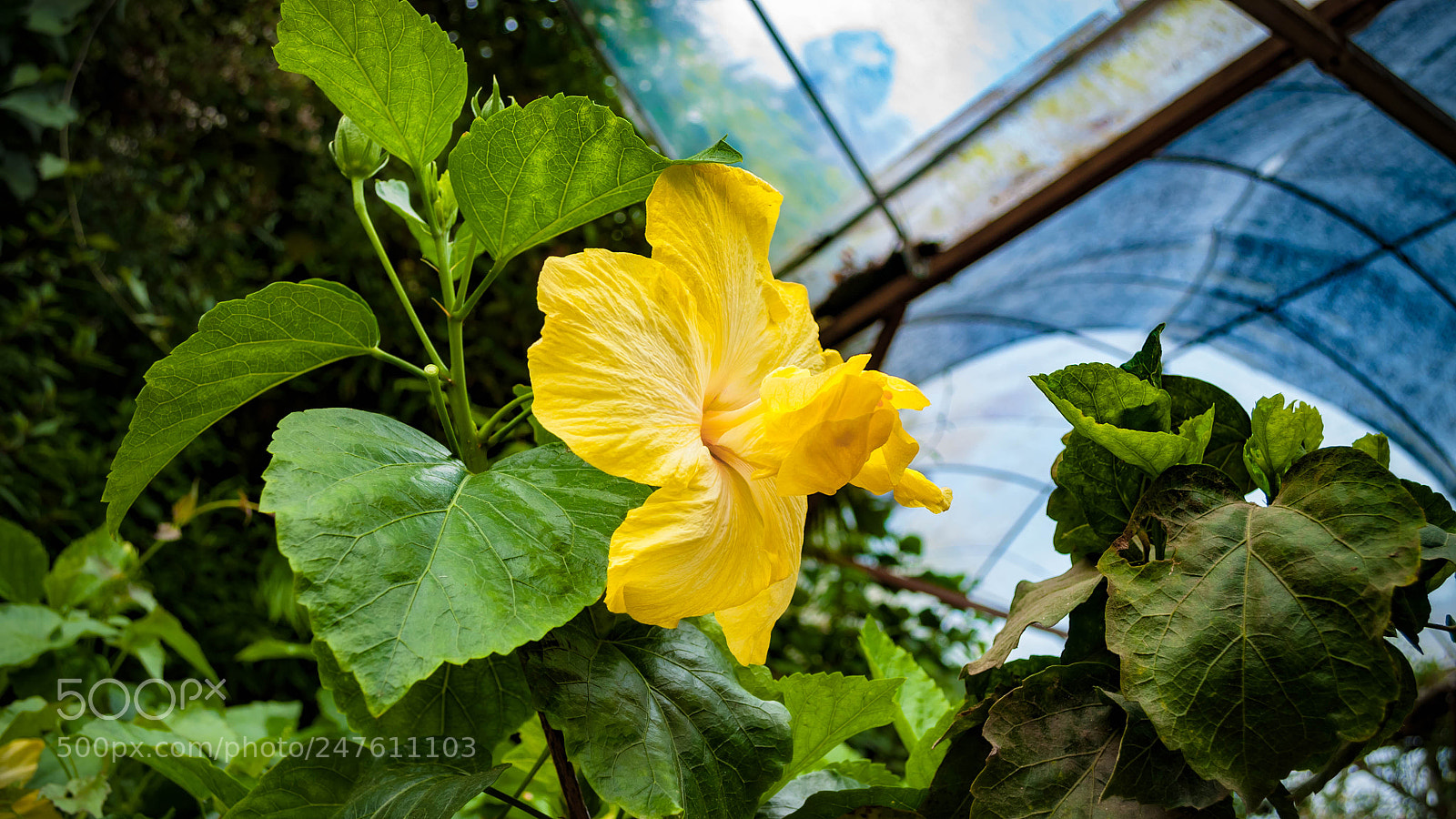 Nikon D5000 sample photo. Bunga photography