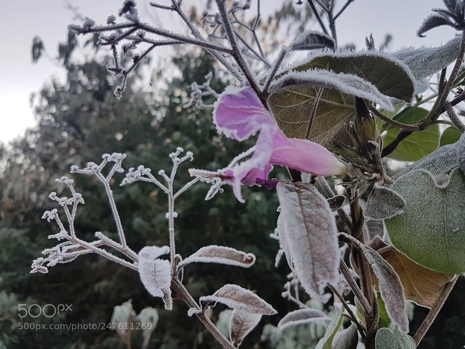 Samsung Galaxy S7 sample photo. Manhã de inverno photography