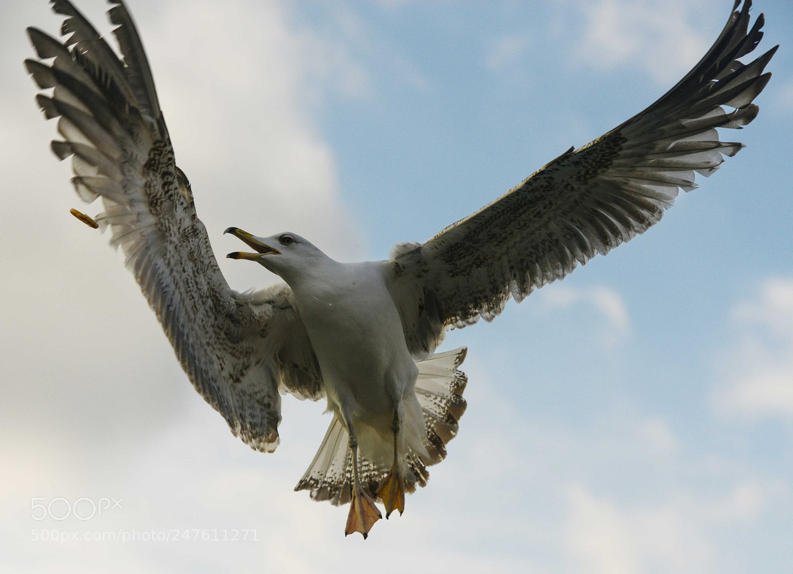 Nikon D800 sample photo. Seagull - sound and photography