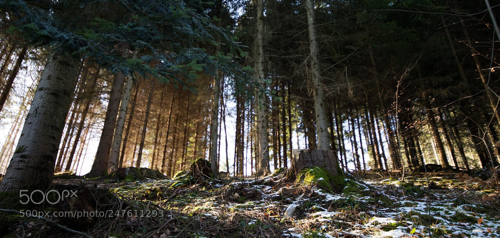 Canon EOS 6D Mark II sample photo. Beautiful mood photography
