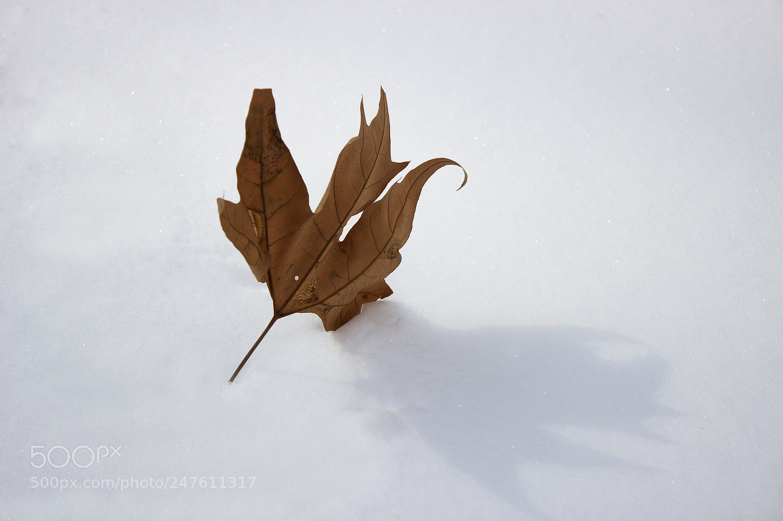 Canon EOS 600D (Rebel EOS T3i / EOS Kiss X5) sample photo. Winter #2 photography