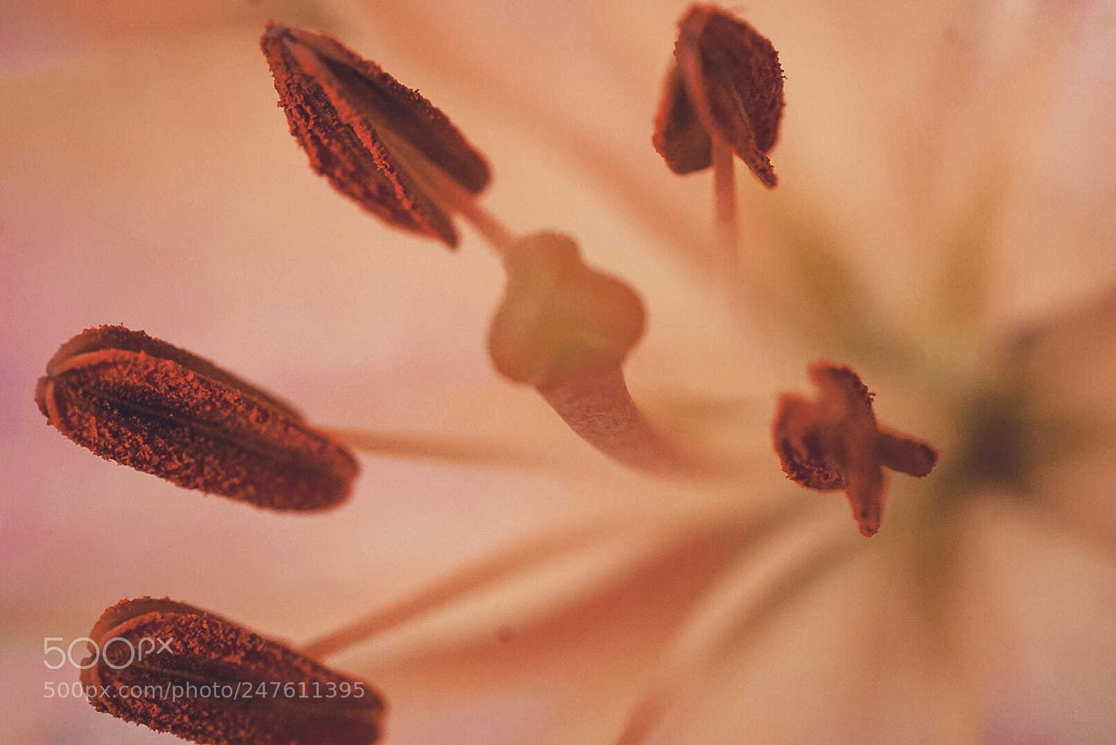 Sony a5100 sample photo. Nature beauty photography