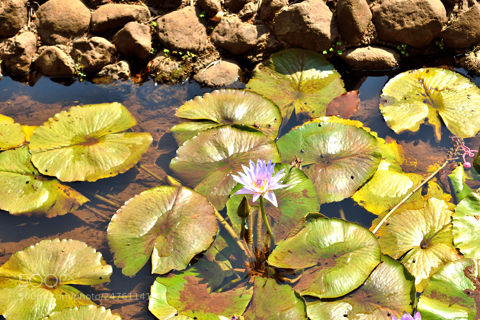 Nikon D5500 sample photo. Eye of the pond photography