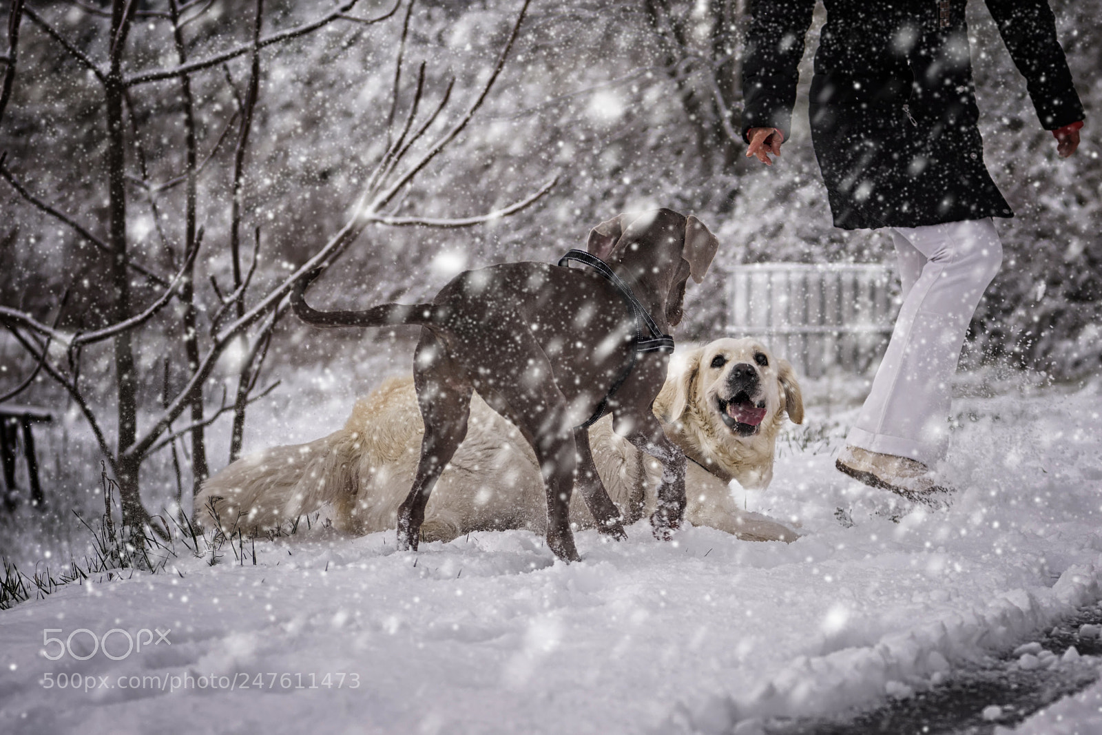 Nikon D810 sample photo. Let it snow photography