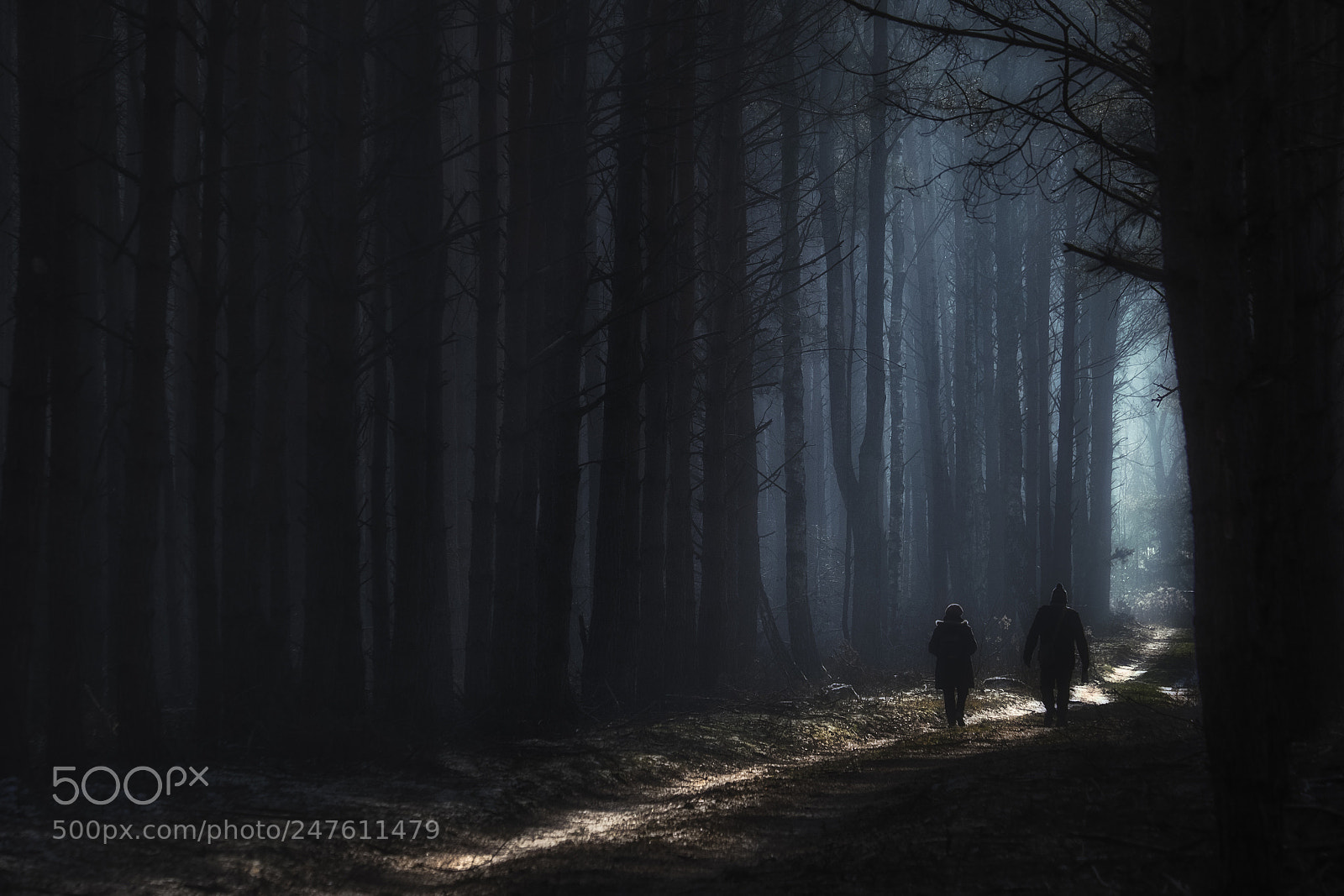 Fujifilm X-E2 sample photo. Winter-kampinos national park photography