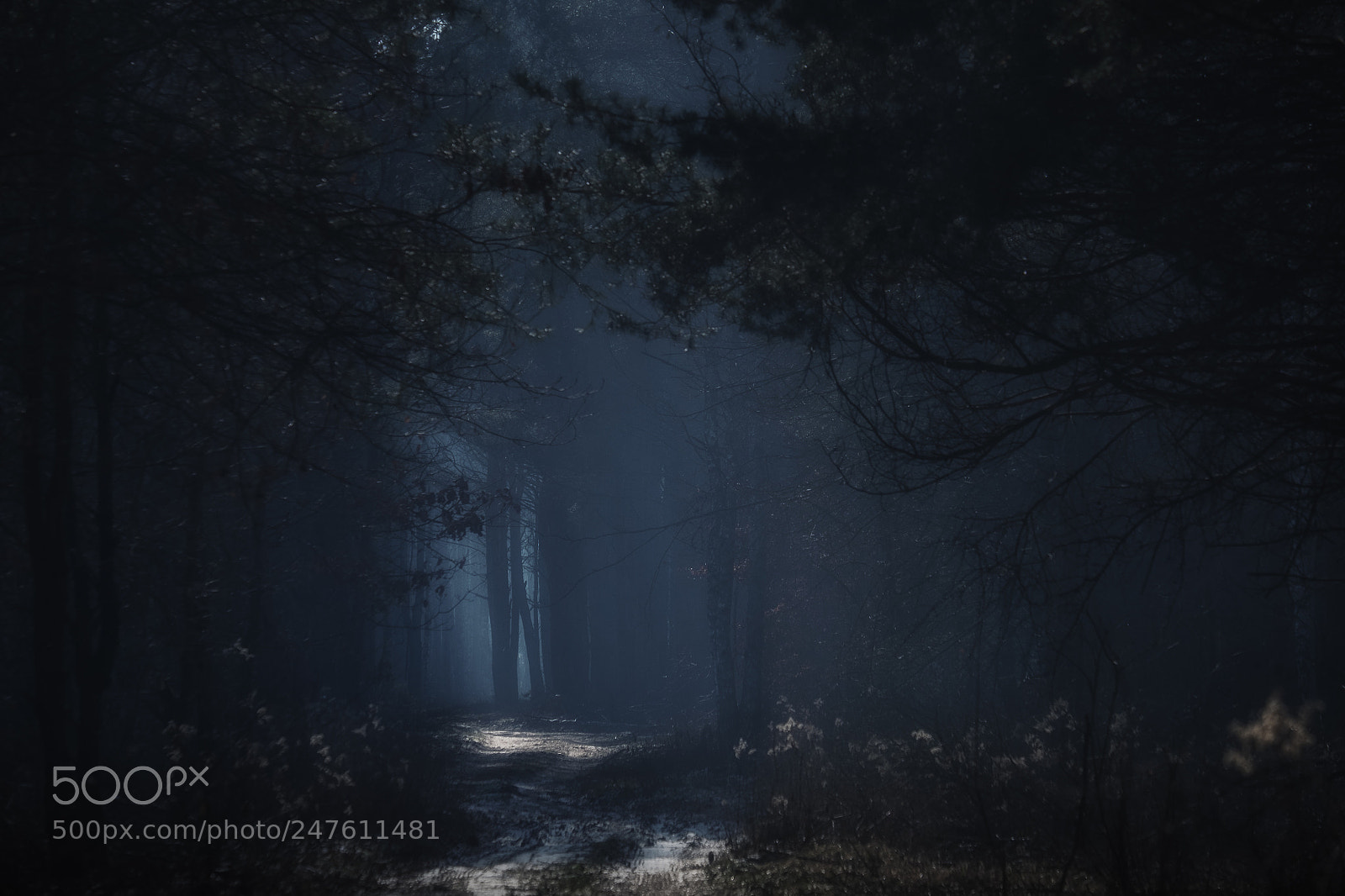 Fujifilm X-E2 sample photo. Winter-kampinos national park photography