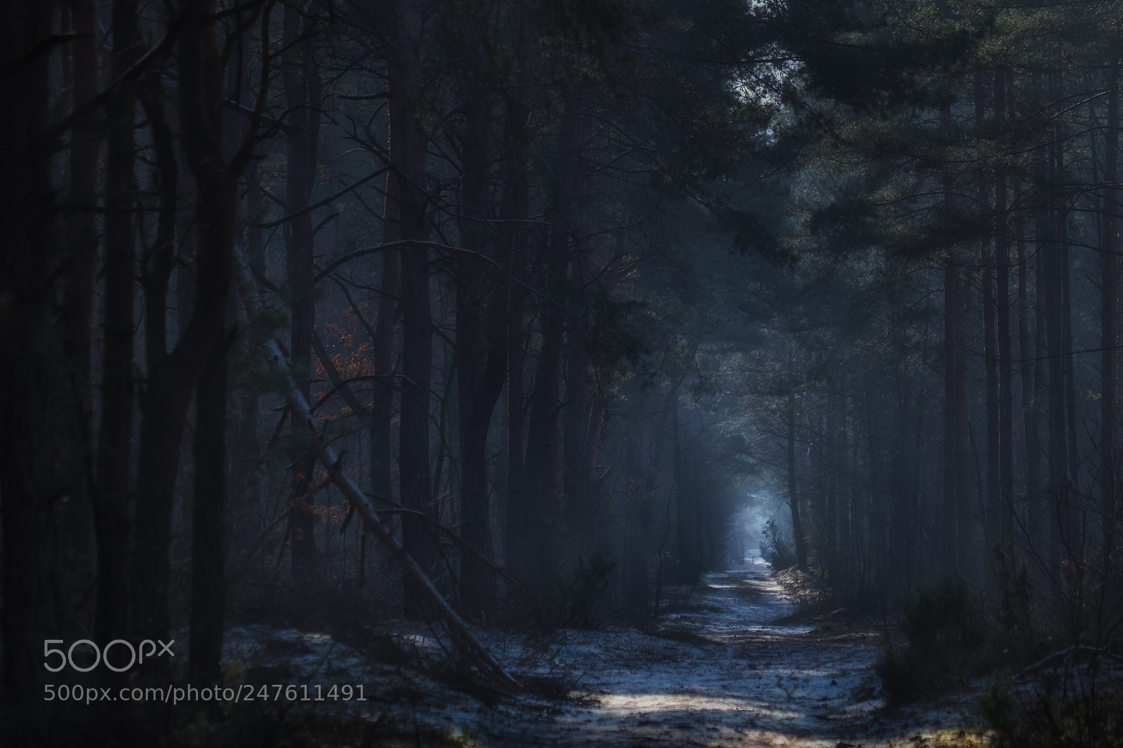 Fujifilm X-E2 sample photo. Winter-kampinos national park photography