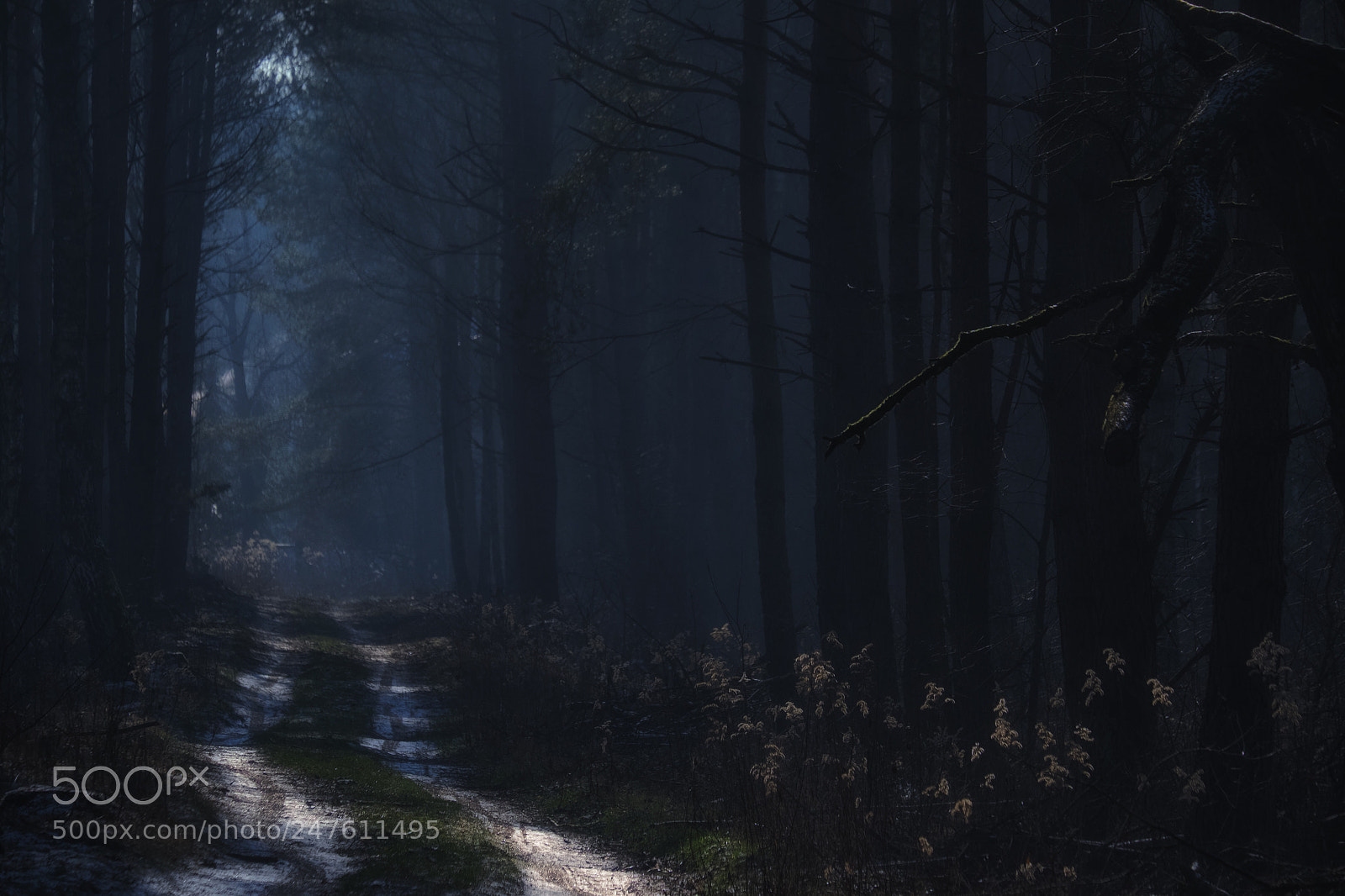 Fujifilm X-E2 sample photo. Winter-kampinos national park photography