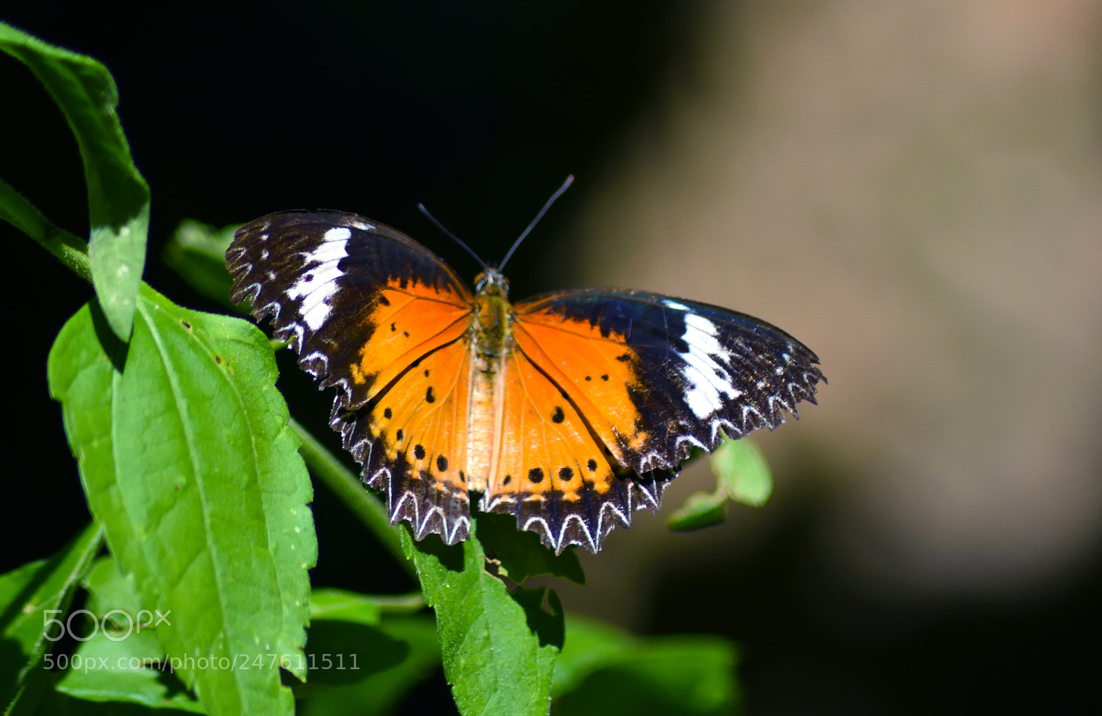 Nikon D7200 sample photo. Cethosia cyane (male) photography
