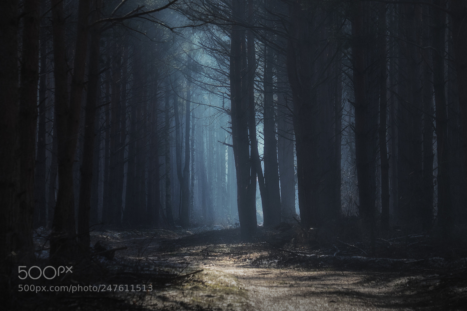 Fujifilm X-E2 sample photo. Winter-kampinos national park photography