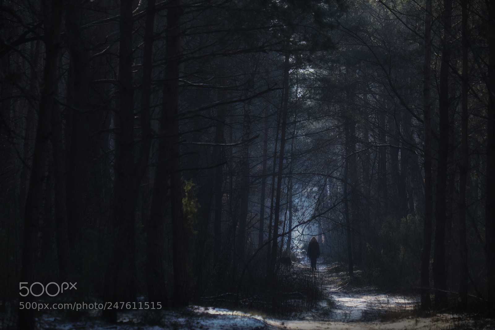 Fujifilm X-E2 sample photo. Winter-kampinos national park photography