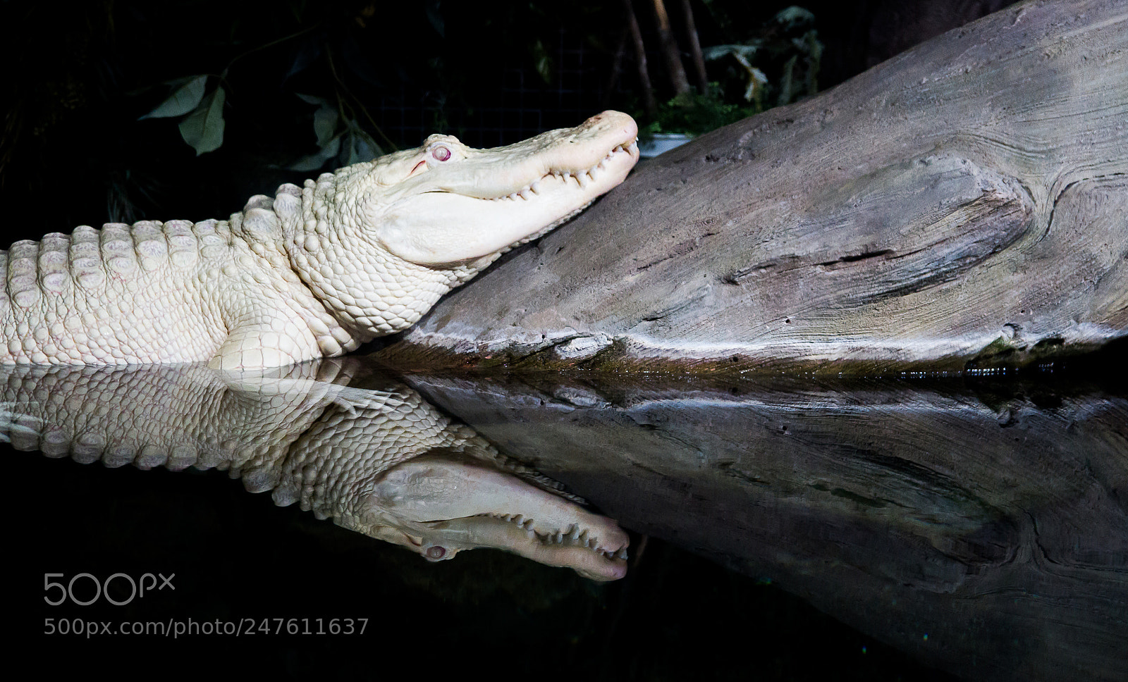 Canon EOS 7D sample photo. Albino alligator - georgia photography