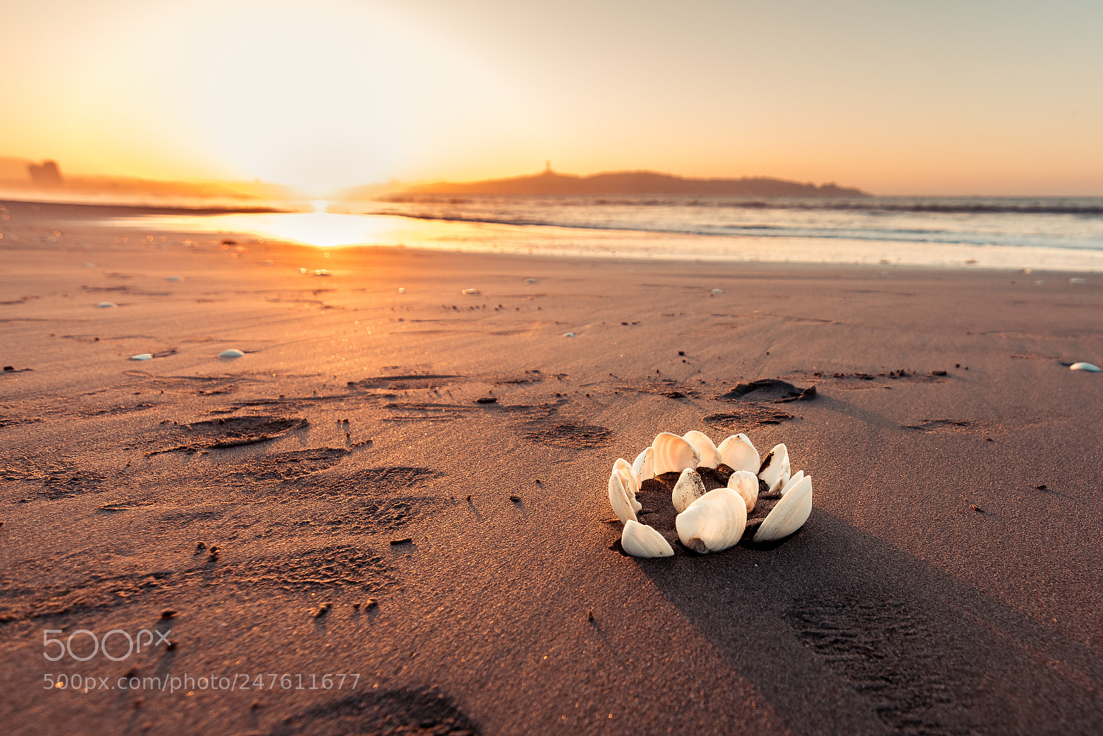 Nikon D3400 sample photo. Shell crown by the photography